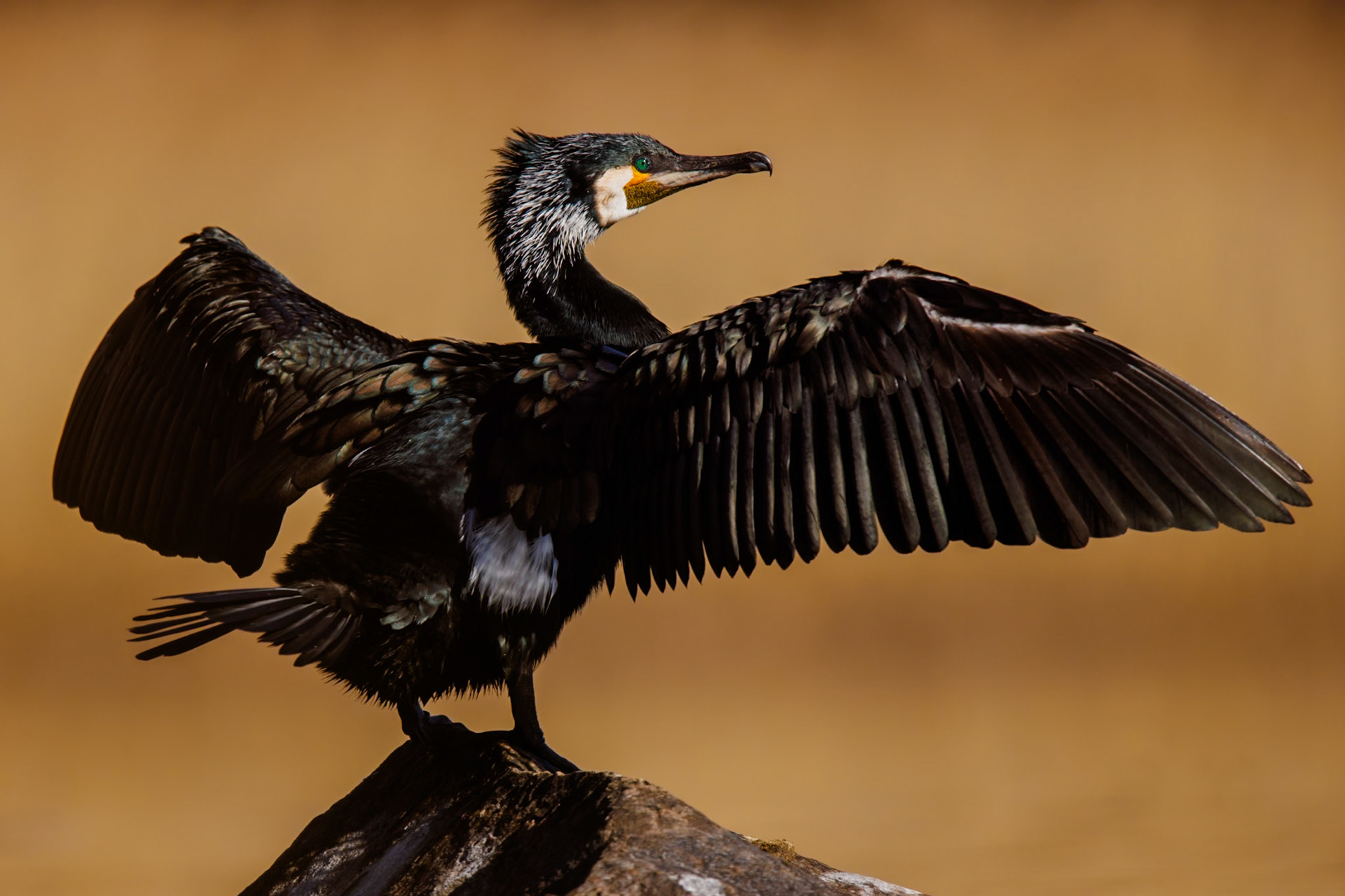 Great Cormorant