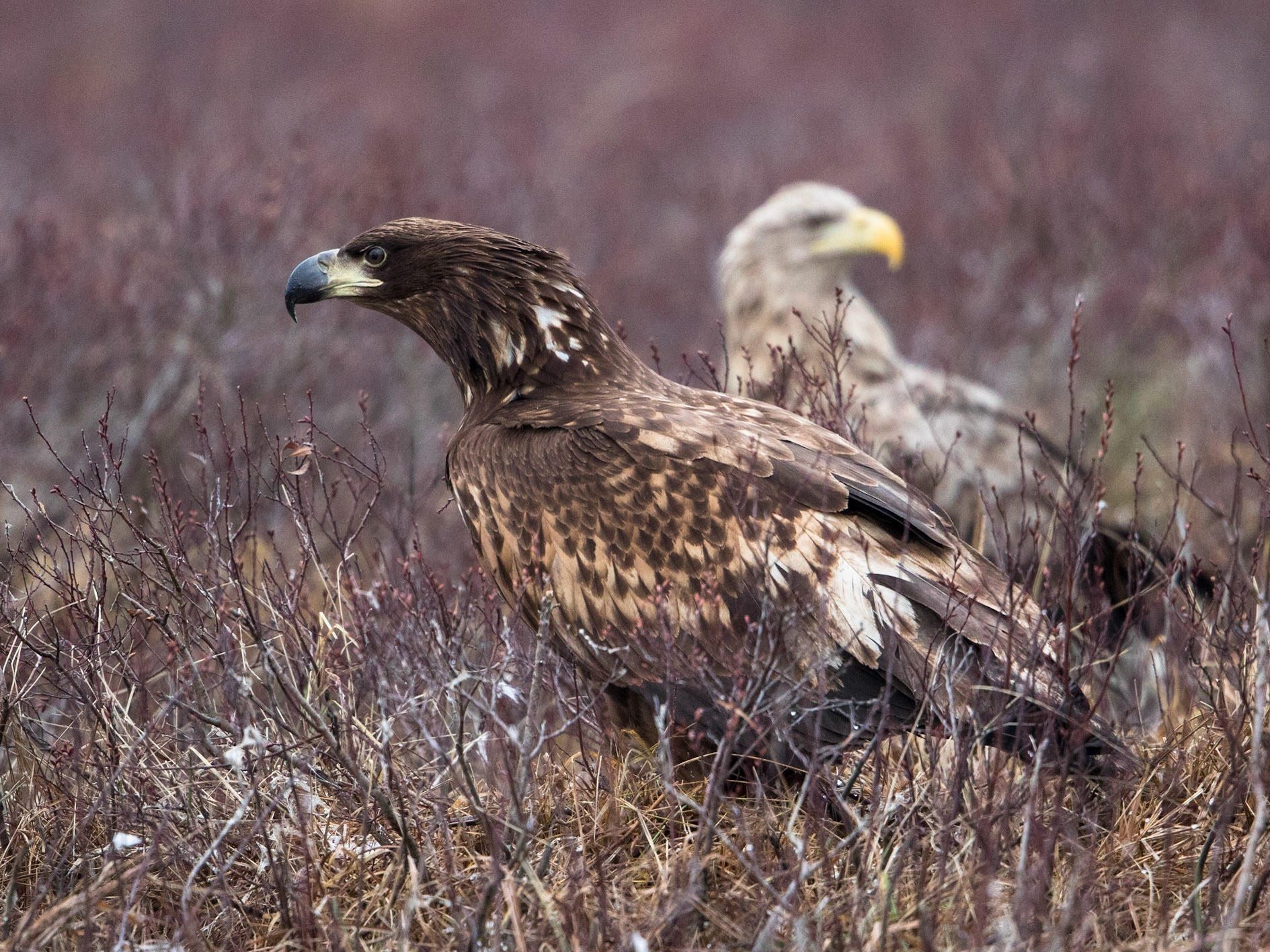 White-tailed Eagle