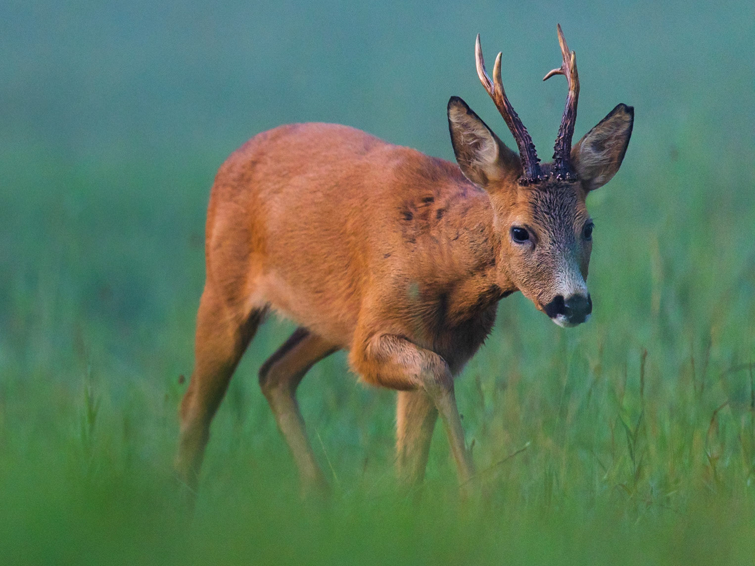 Roe Deer