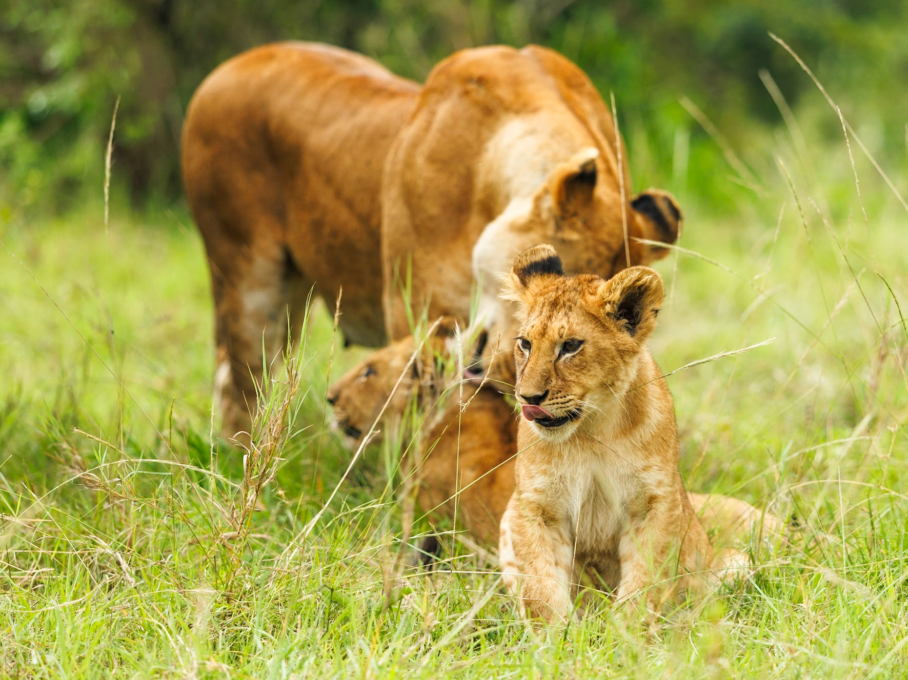 Lions in Masai Mara 2026