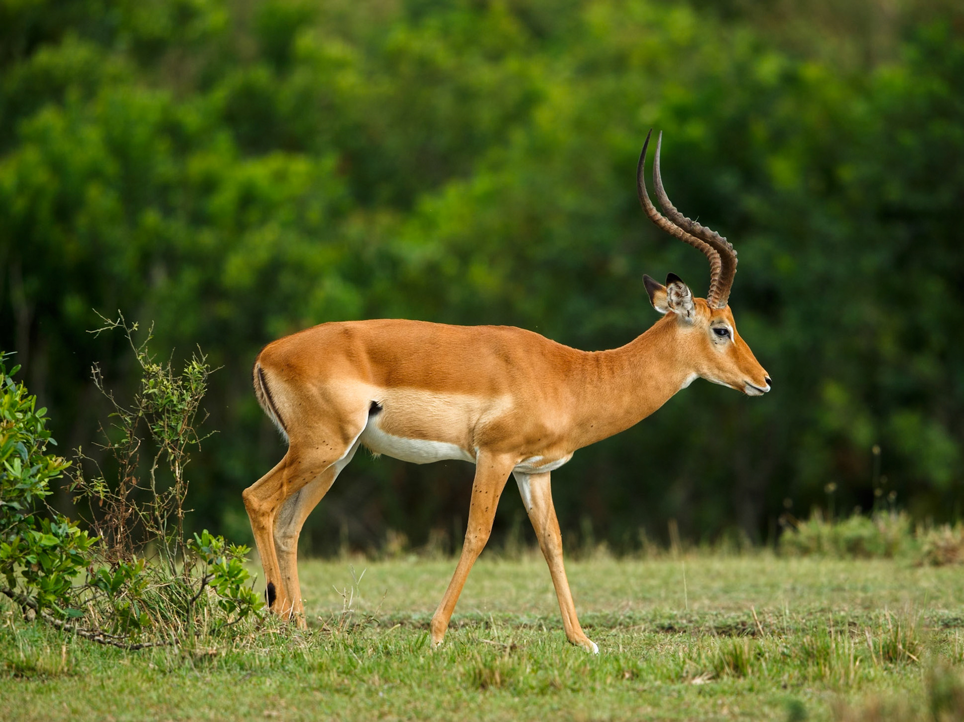 Impala in Masai Mara 2014