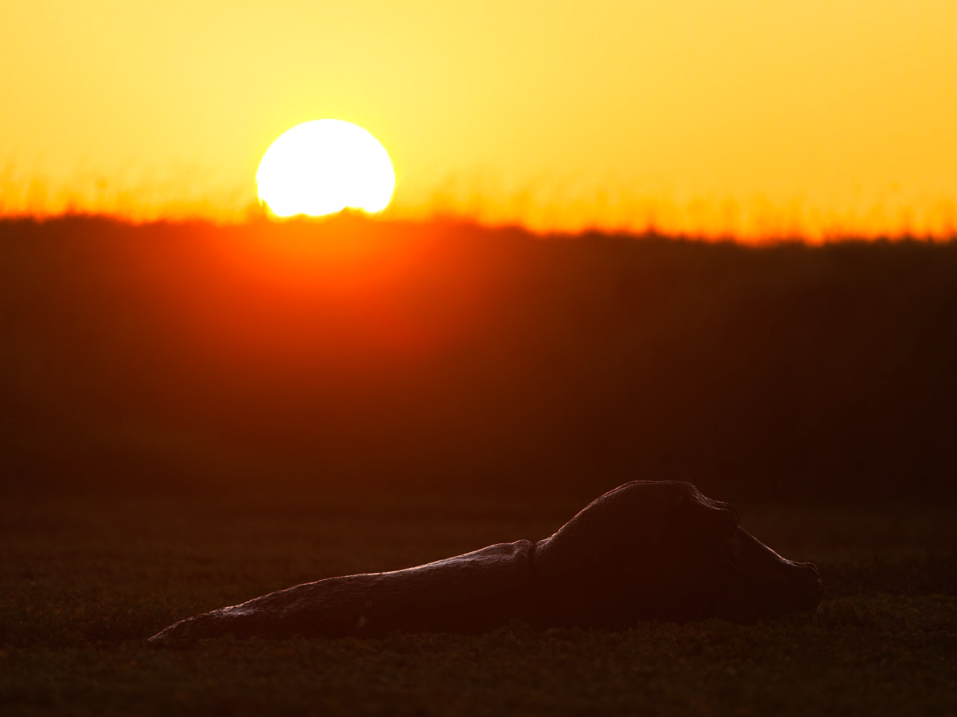 Hippo in Masai Mara 2026