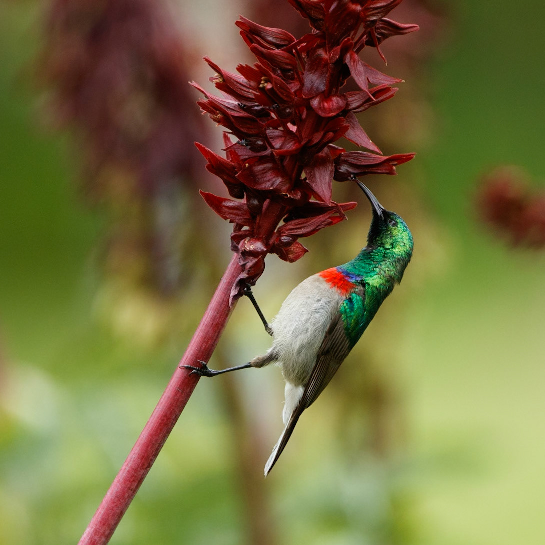 Double Collared sunbird
