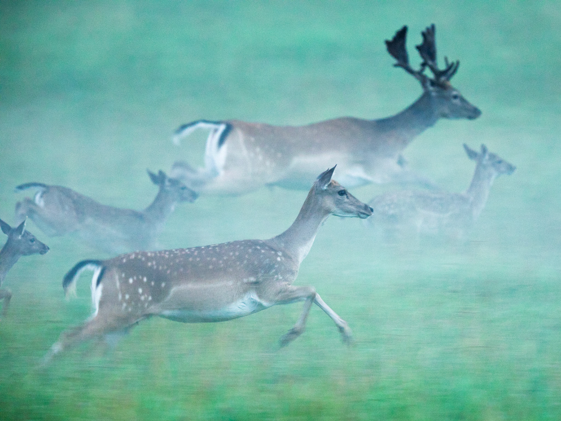 Fallow Deer