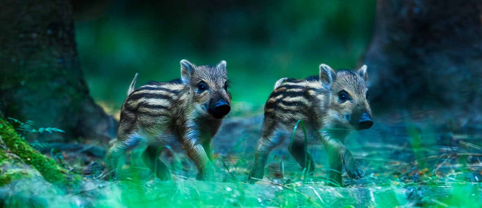 Wild Boar