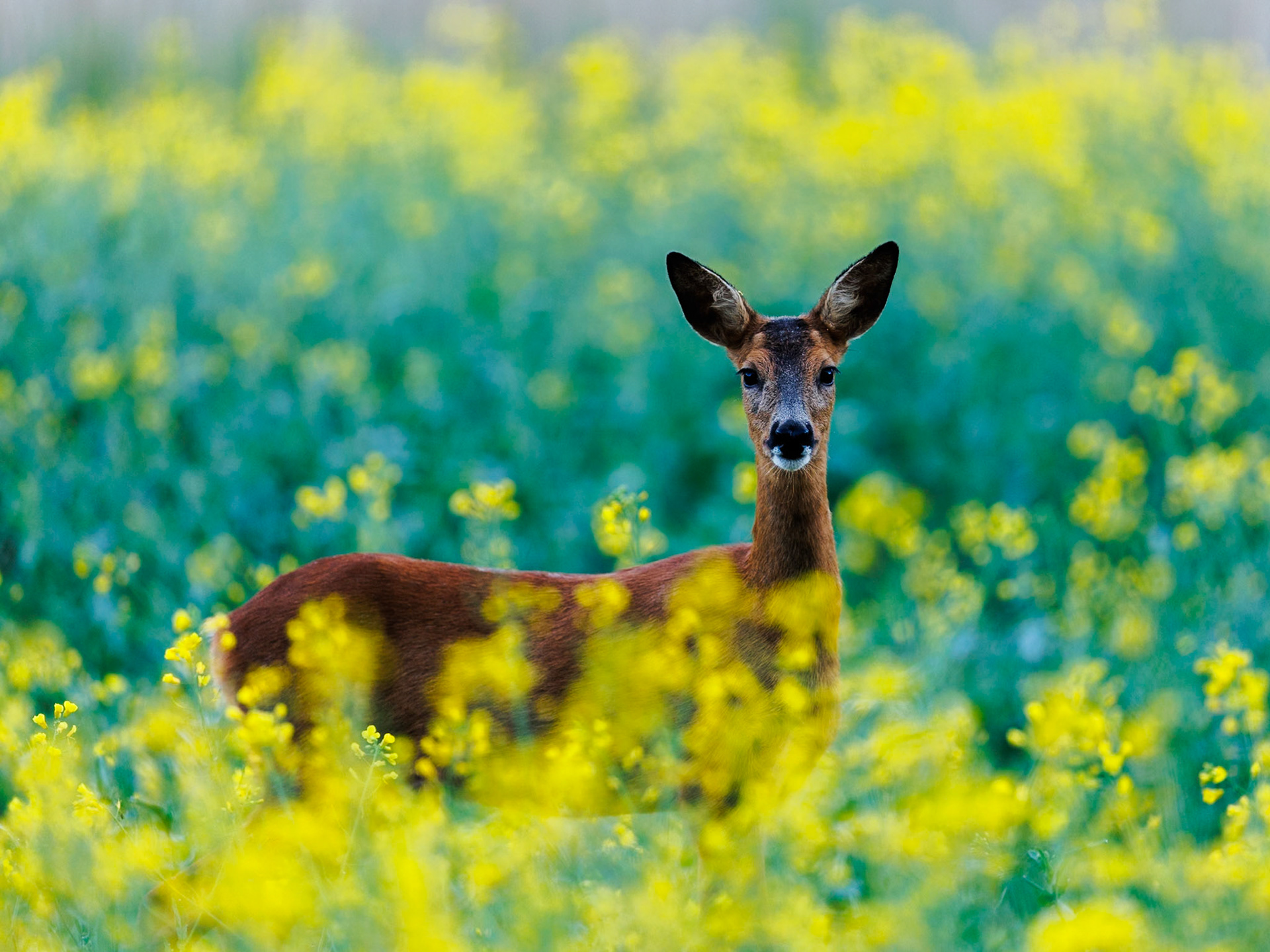 Roe deer