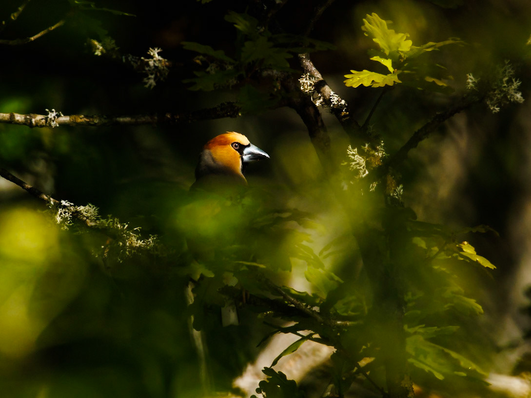 Hawfinch