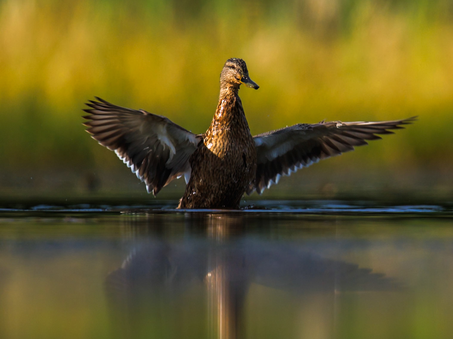 Mallard