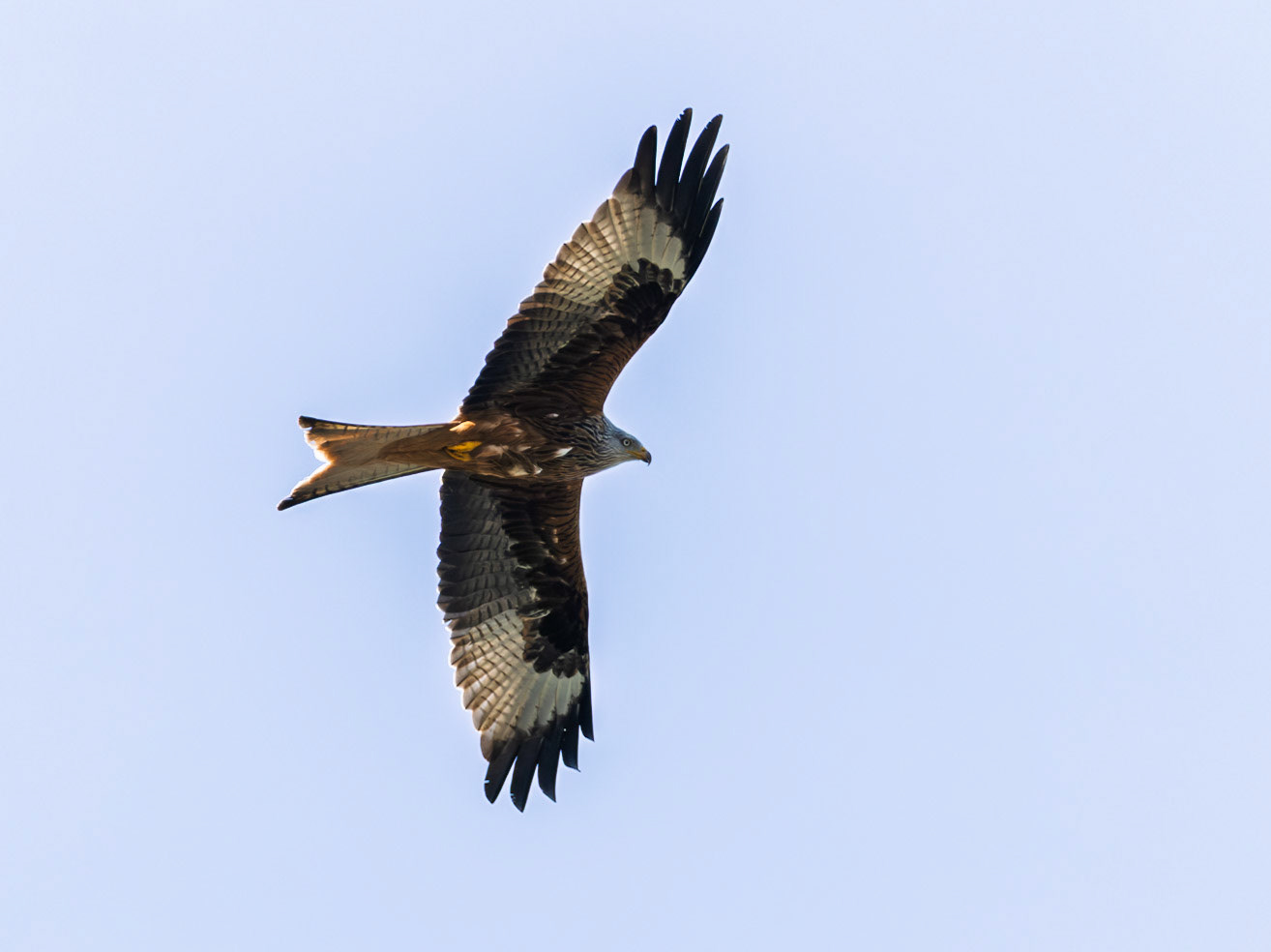 Red Kite