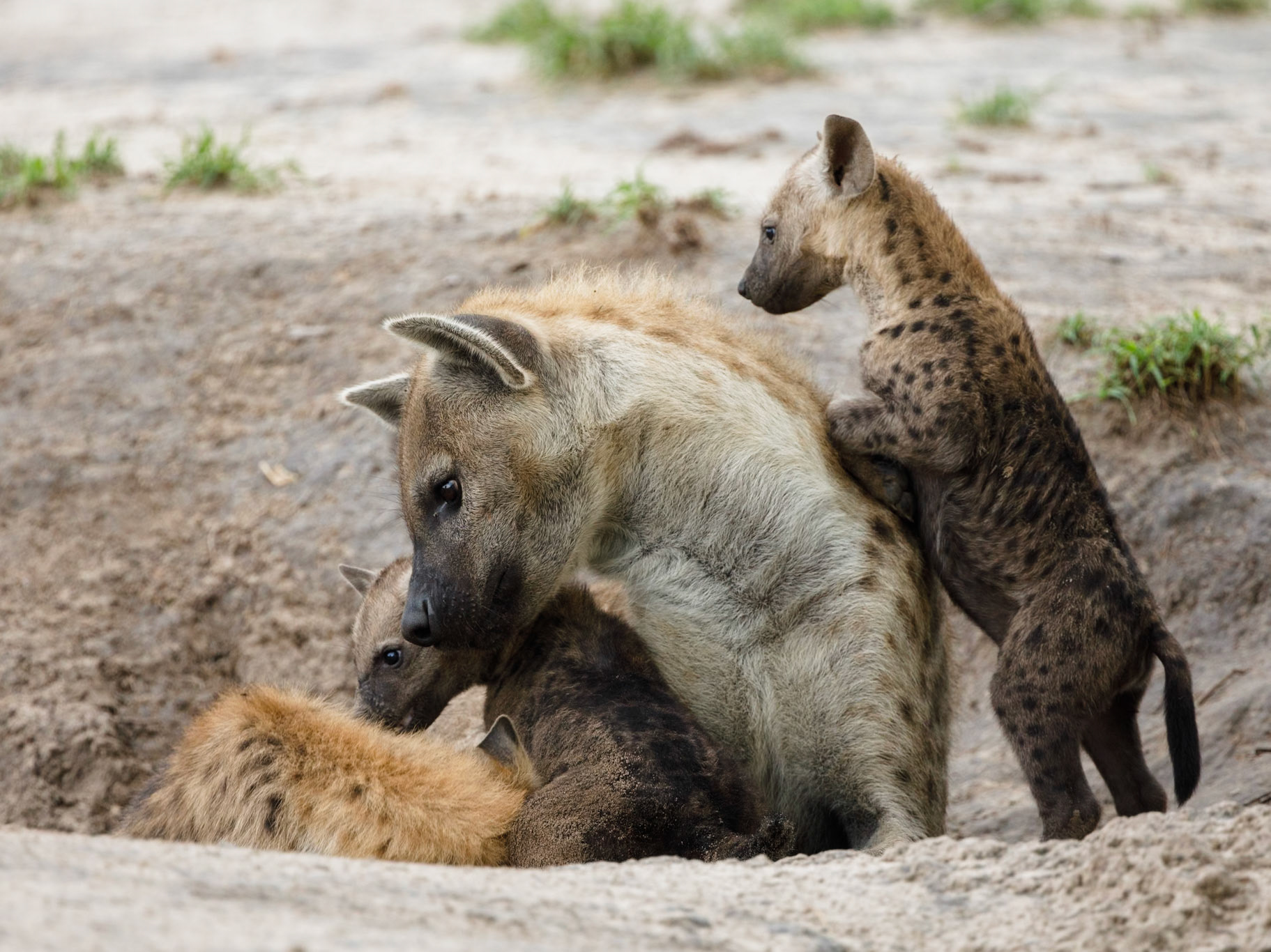 Spotted hyena