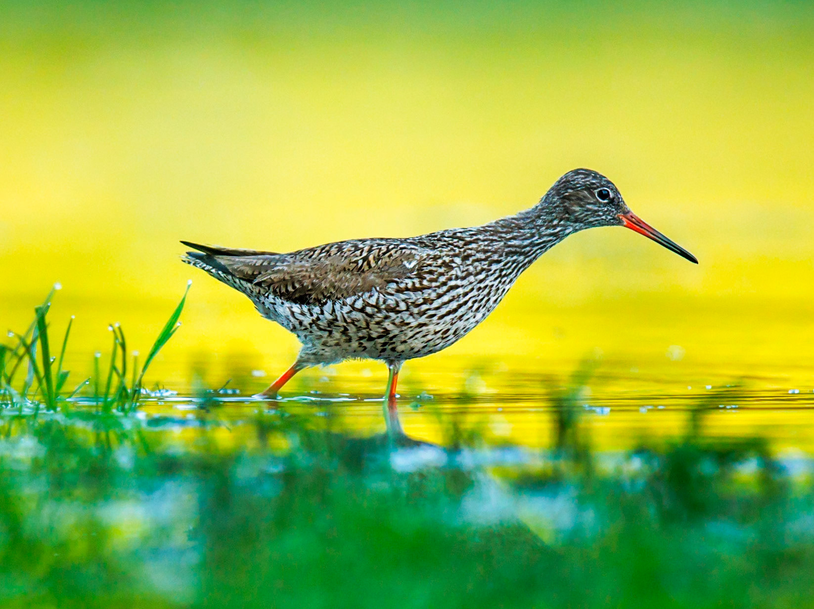 Common Redshank