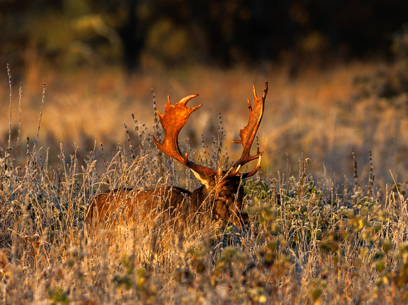 Fallow deer