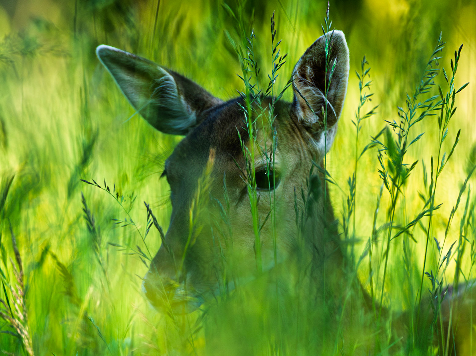 Fallow Deer