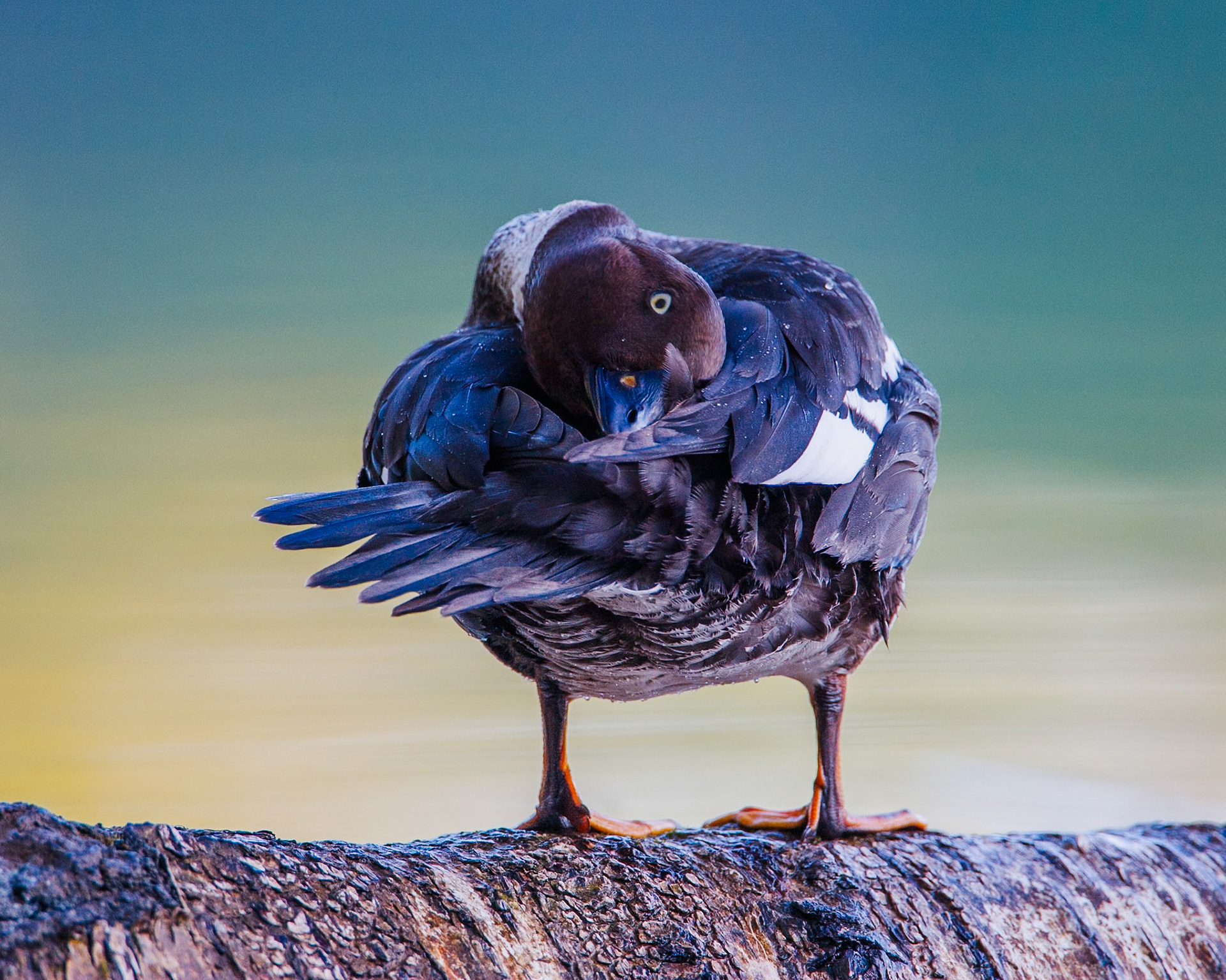 Common Goldeneye