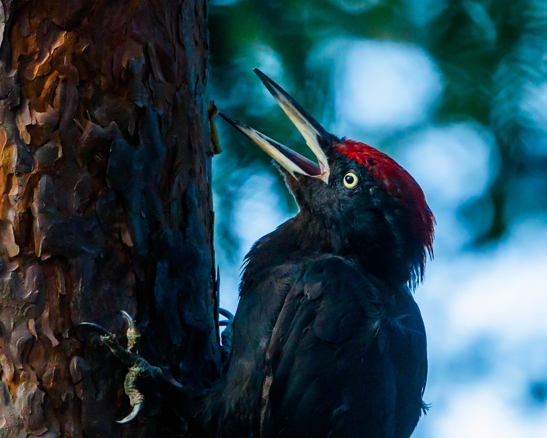 Black Woodpecker