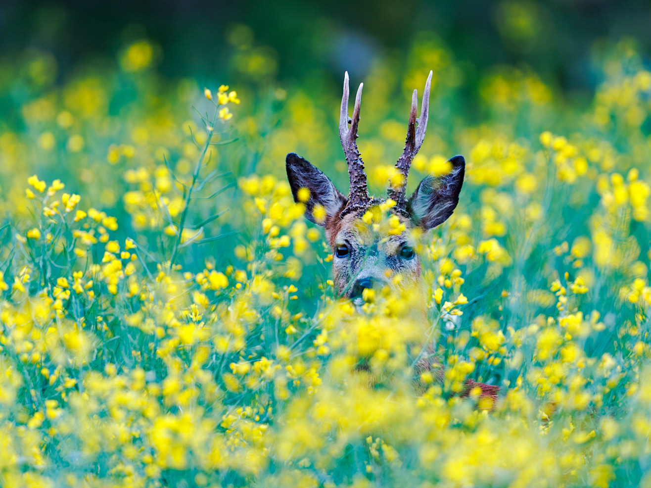 Roe deer