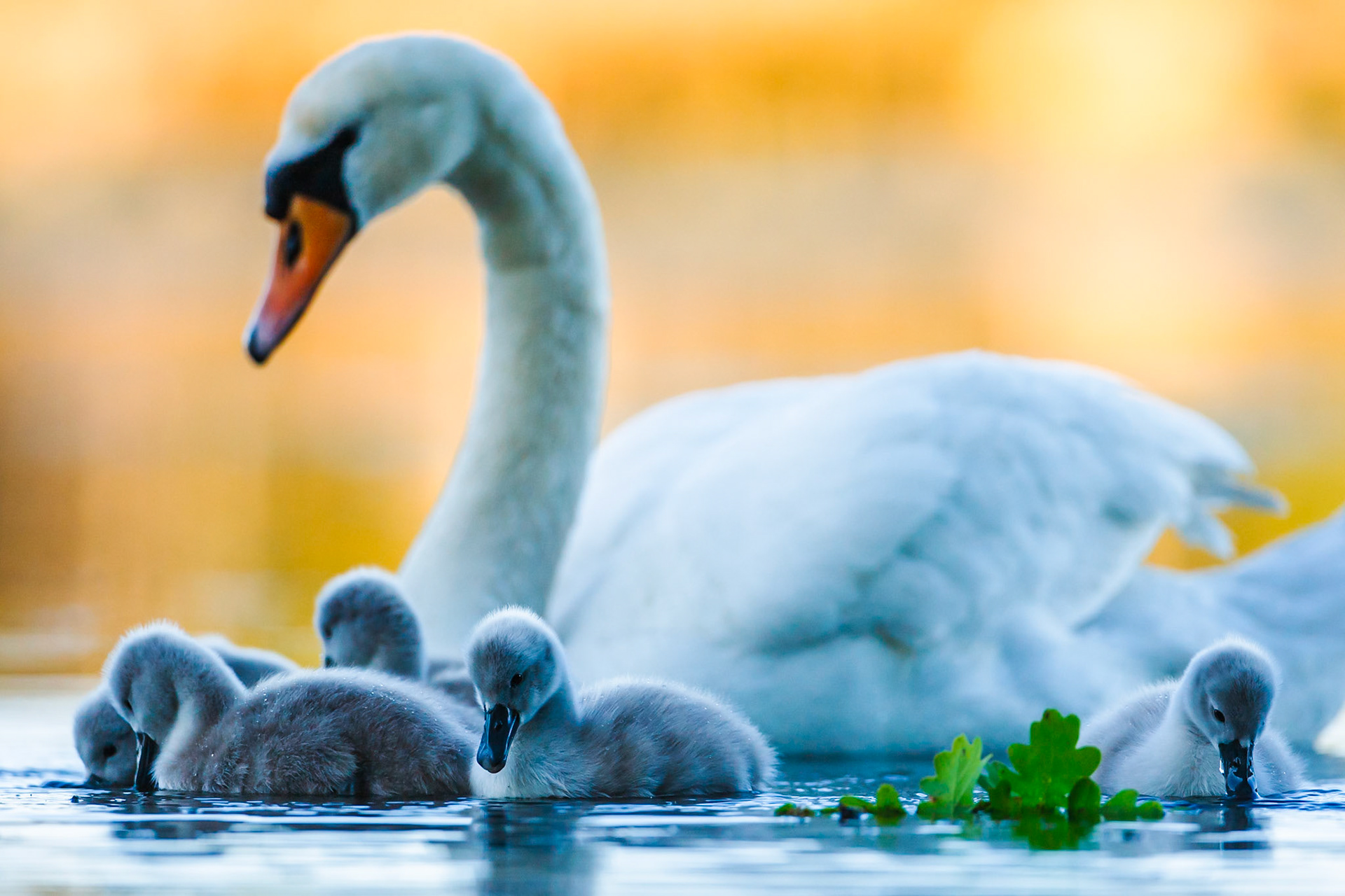 Mute Swan