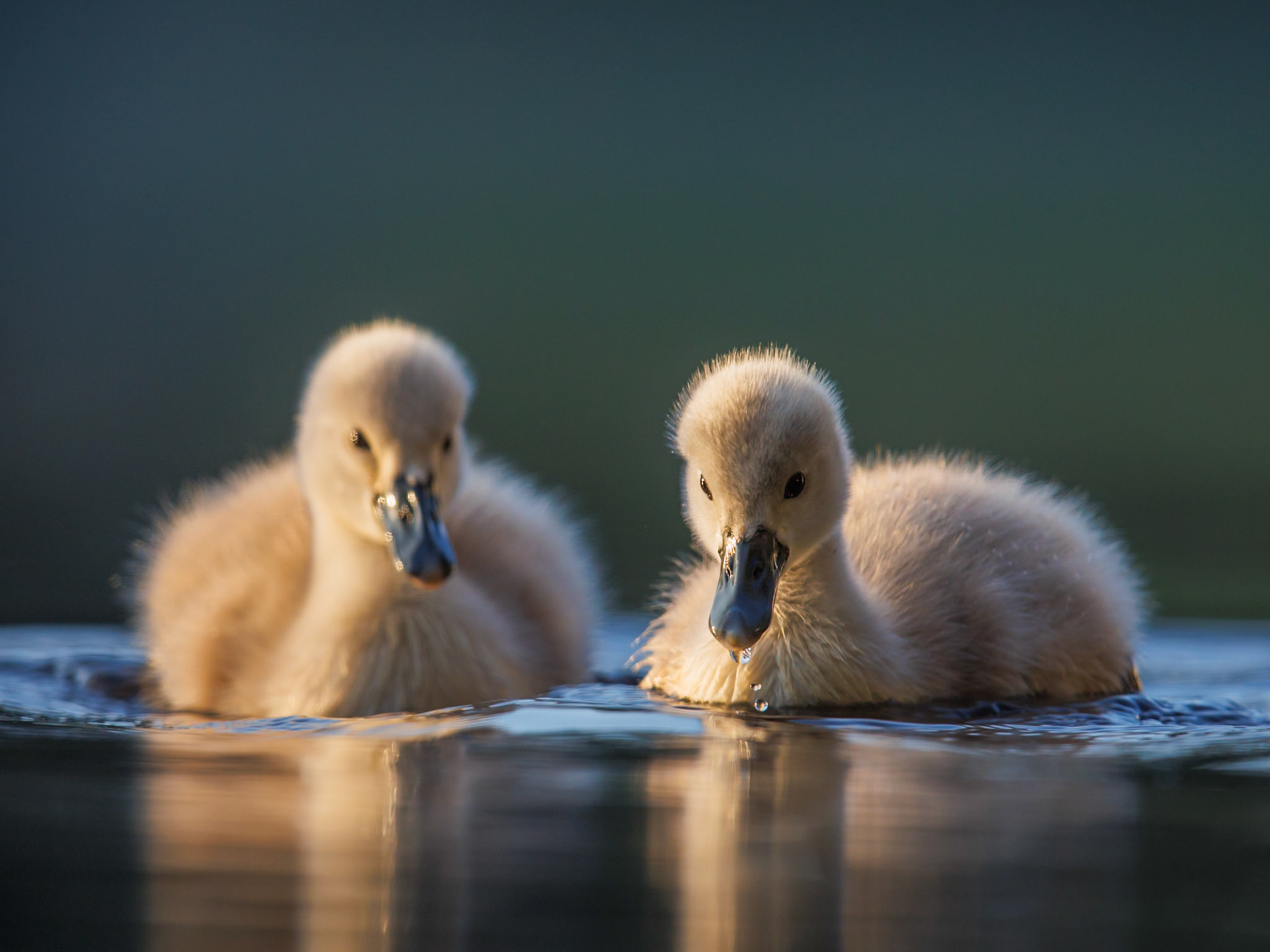 Mute Swan