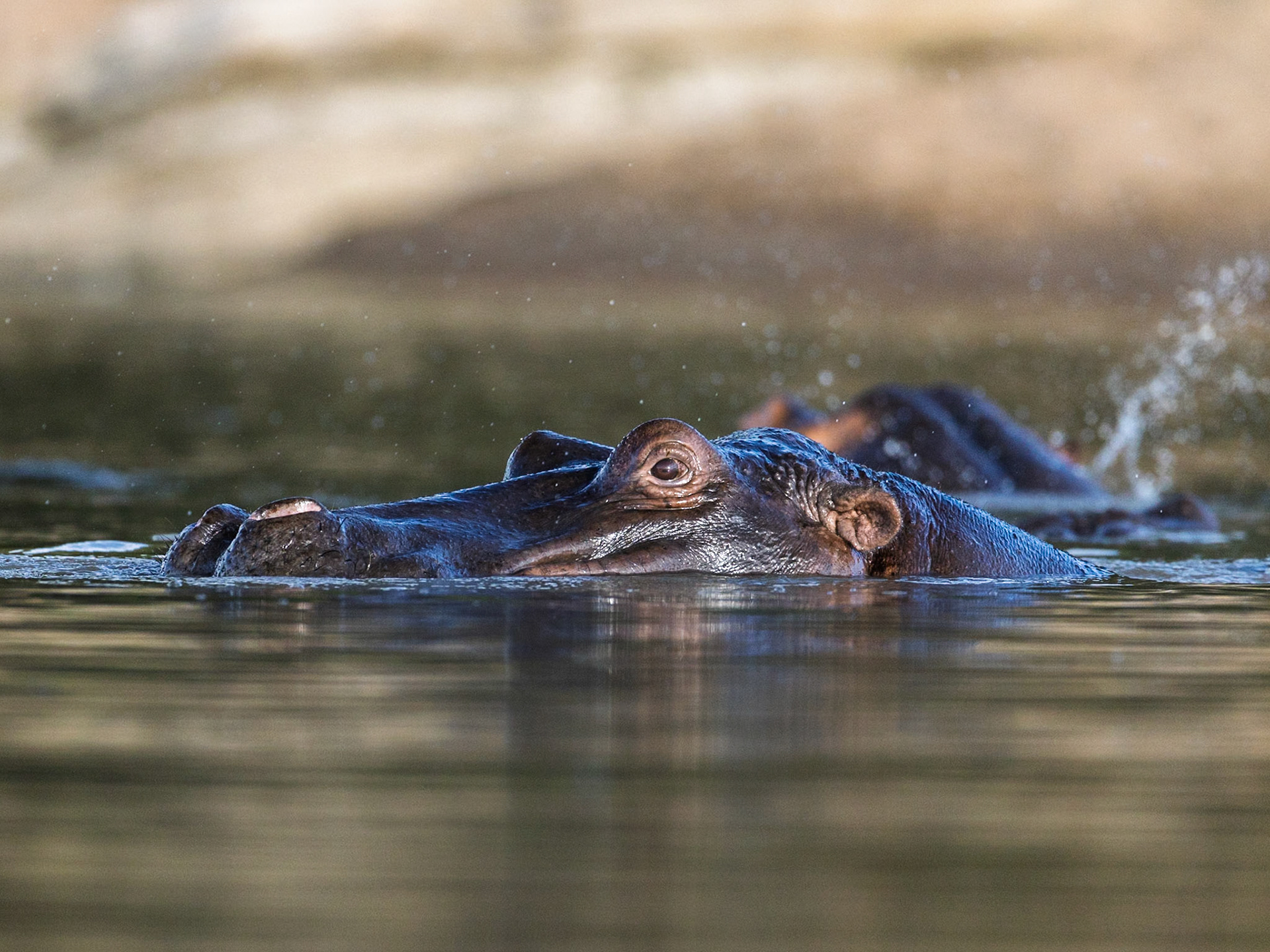 Hippo in Masai Mara 2026