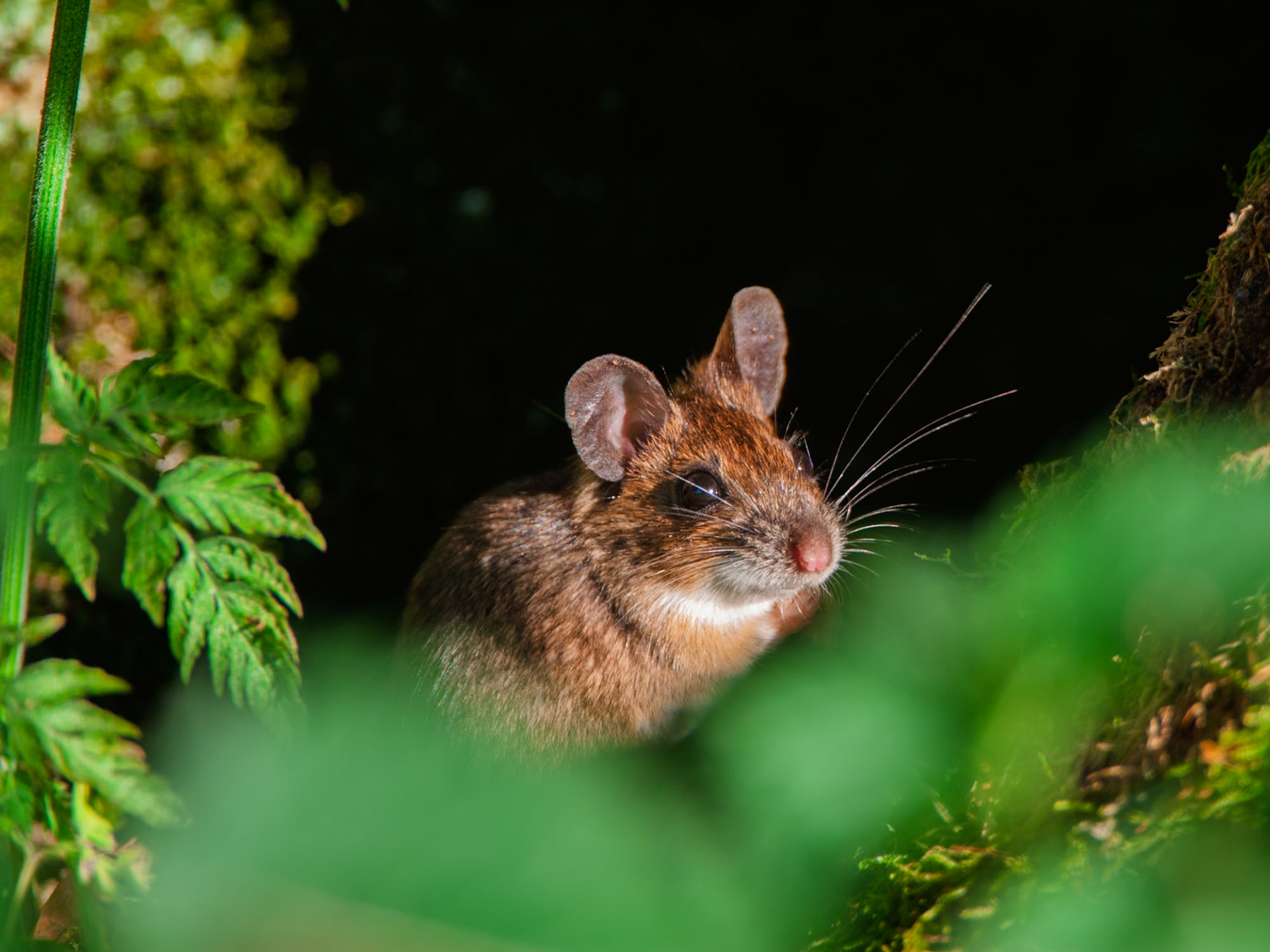 Wood mice