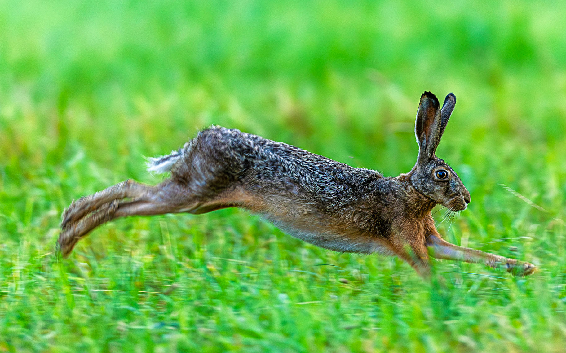 European Hare