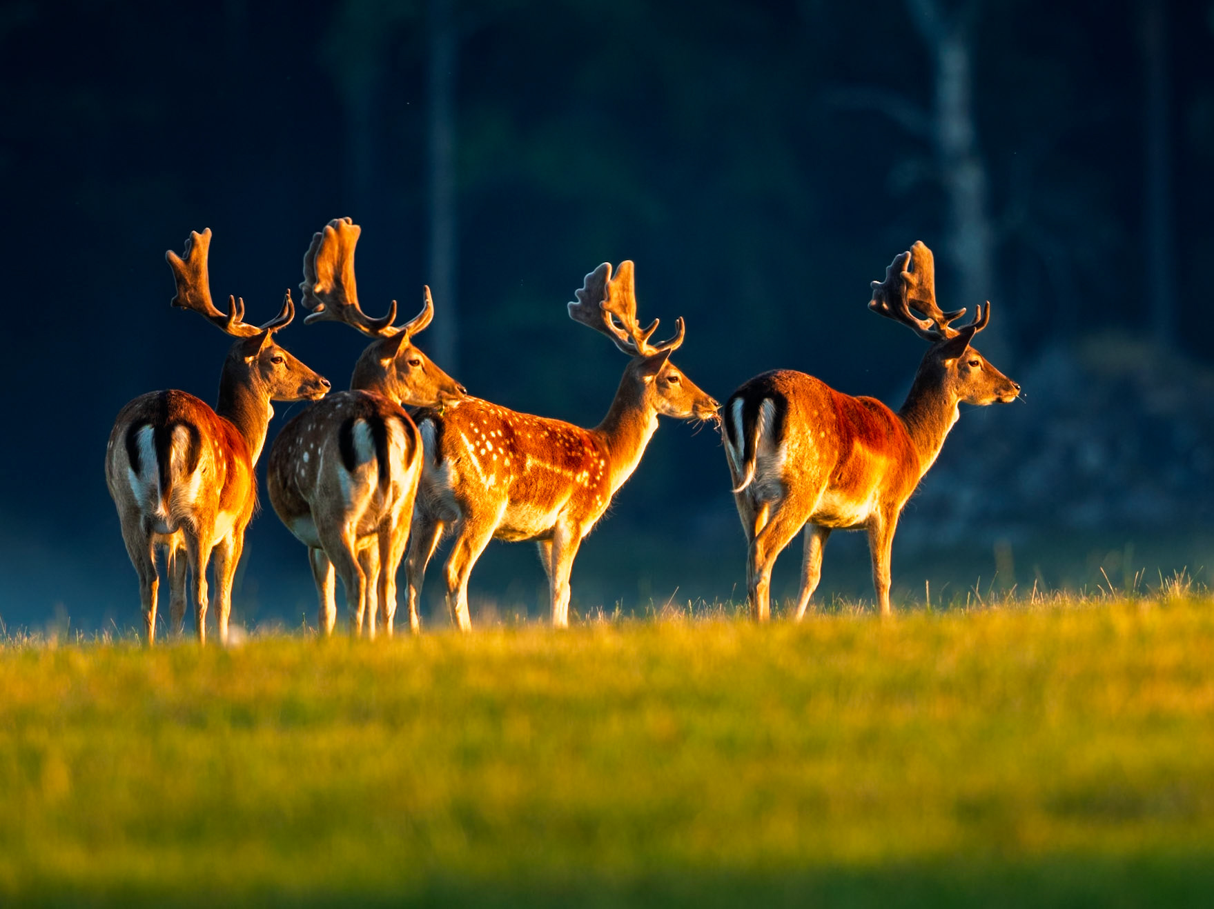 Fallow Deer