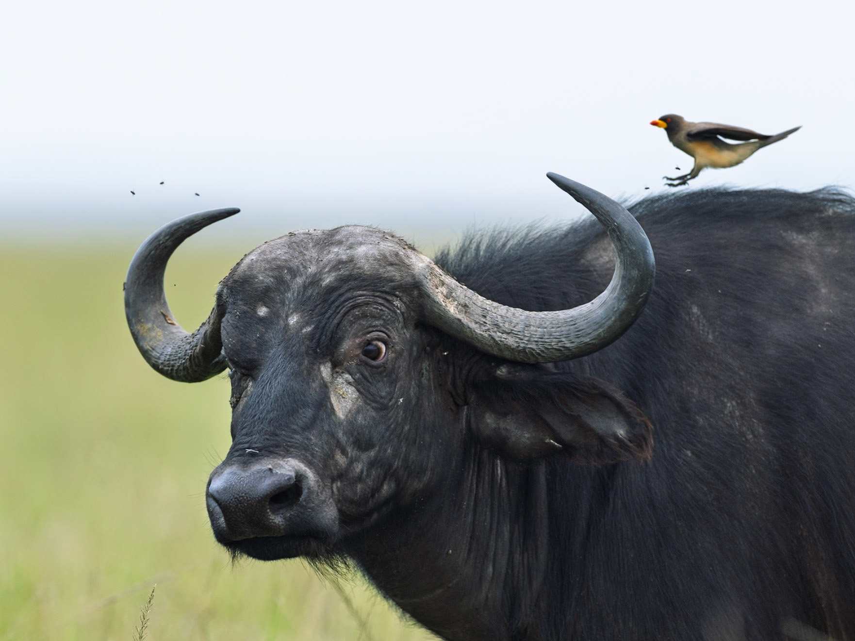 Buffalo in Masai Mara 2026