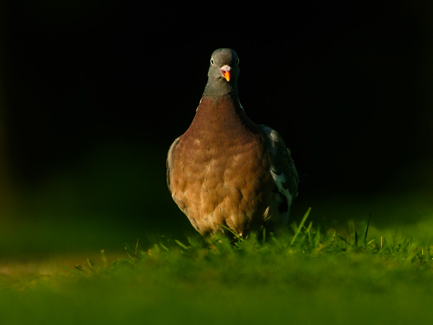 Common wood pigeon