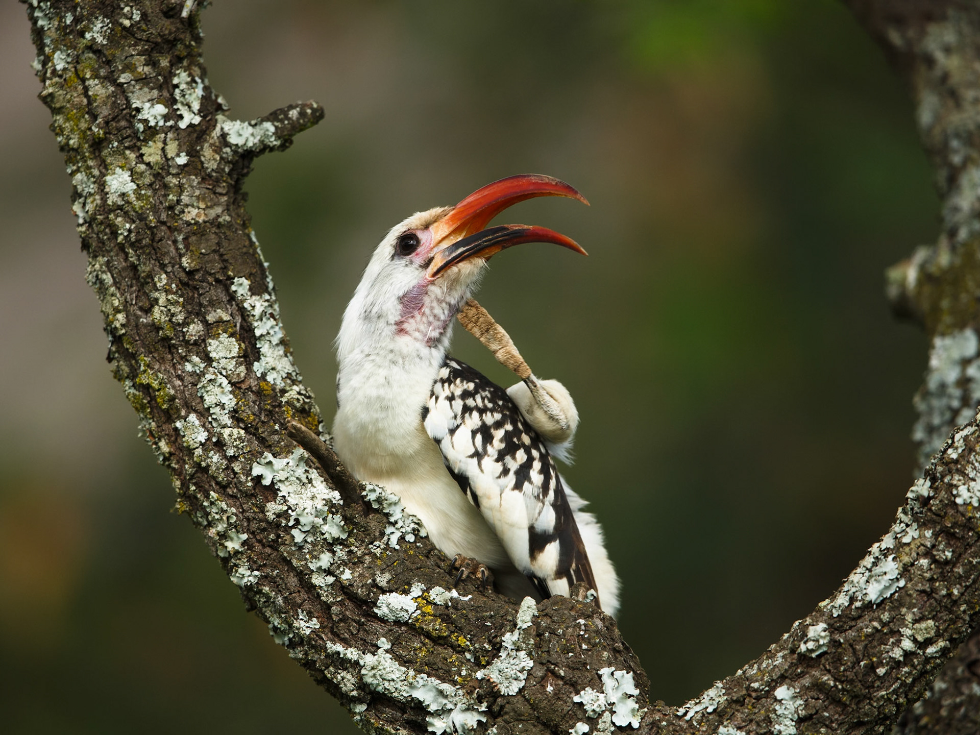 Red-billed Hornbill in Masai Mara 2014