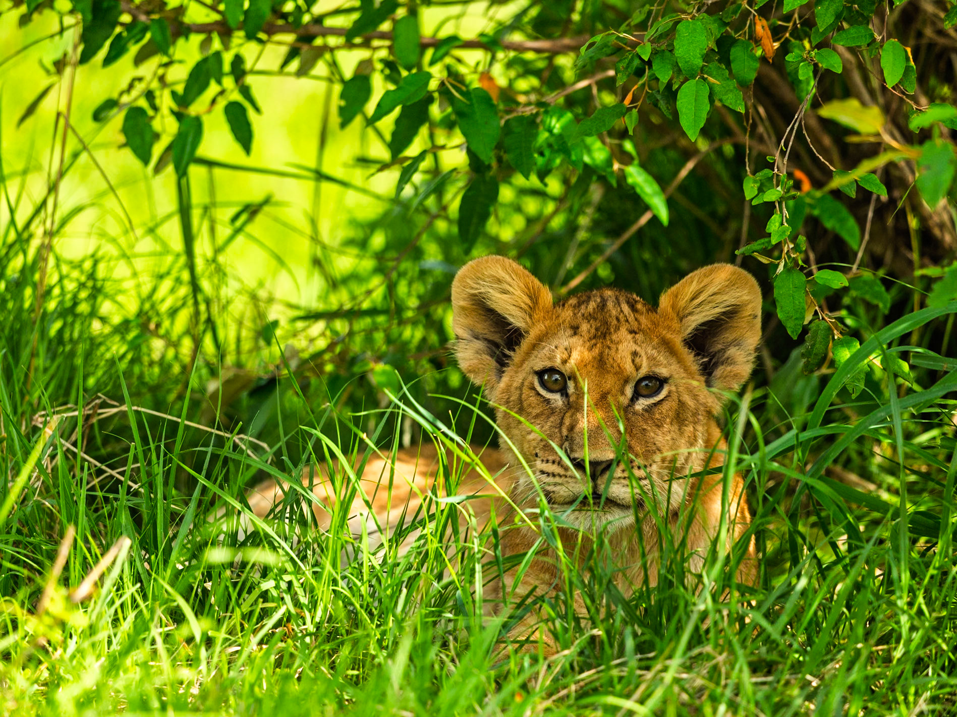 Lion in Masai Mara 2026