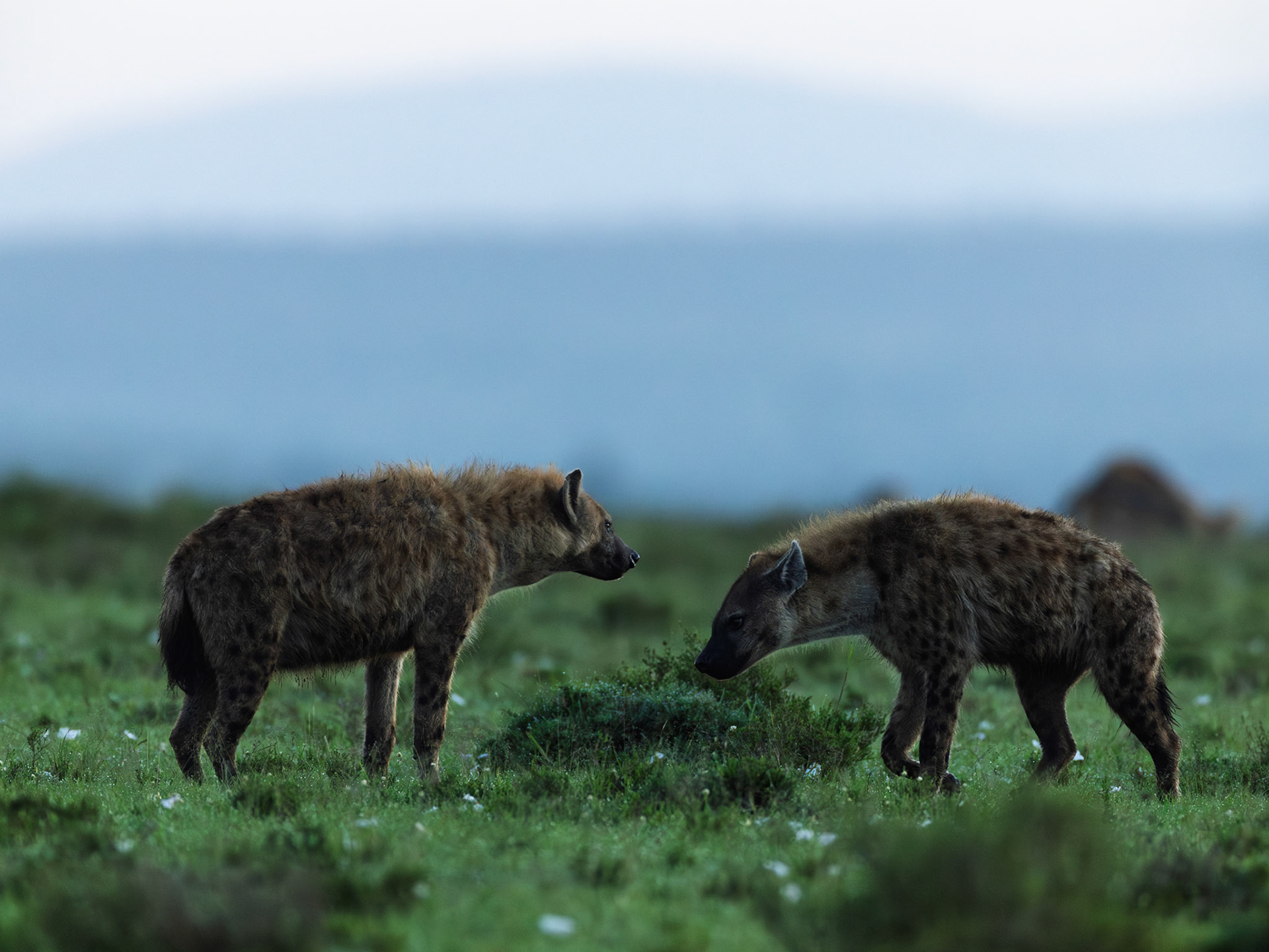Spotted hyena in Masai Mara 2026