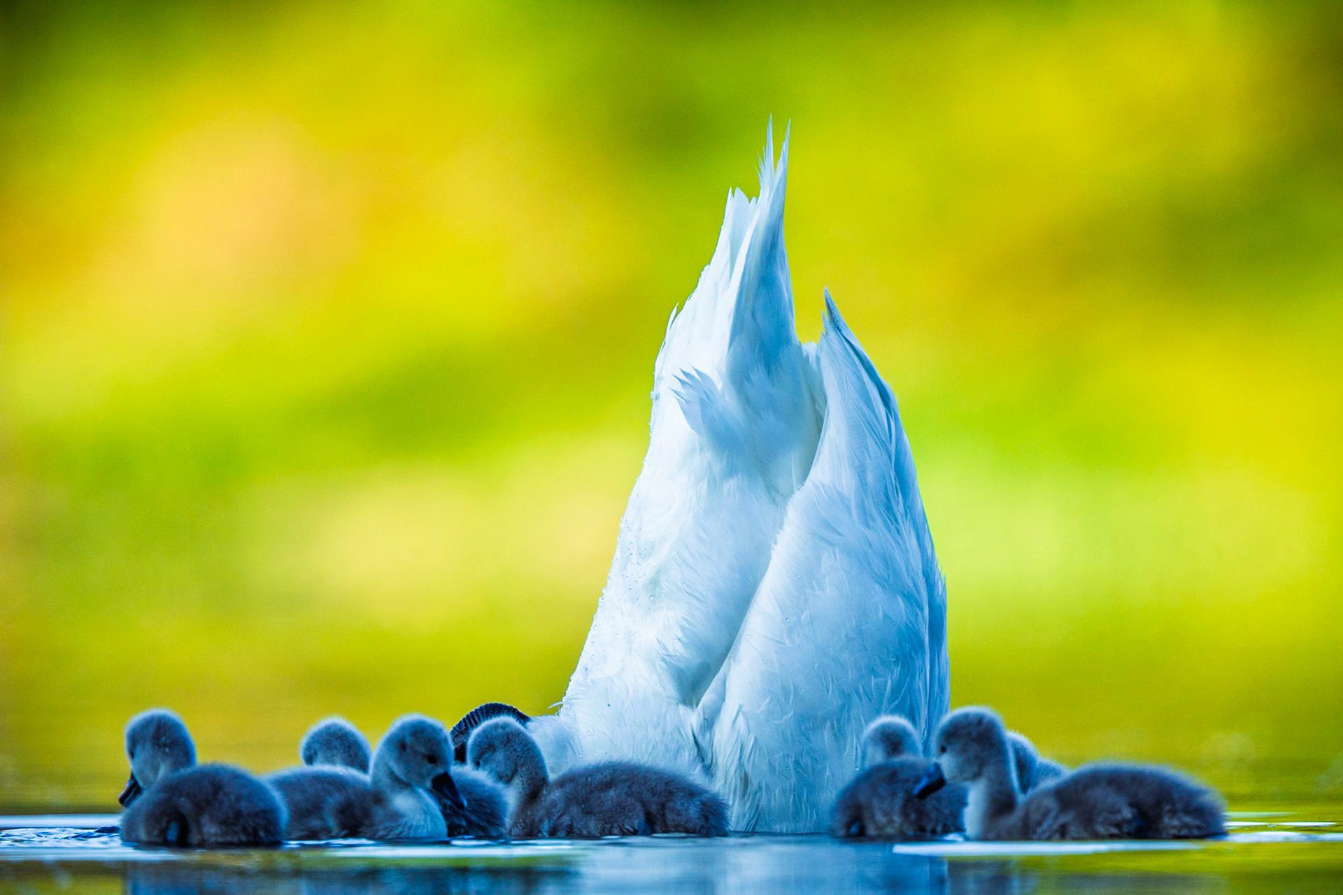 Mute Swan