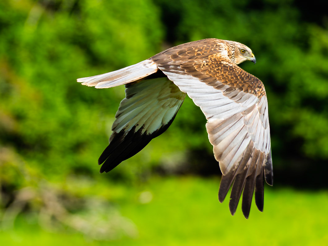 Western marsh harrier