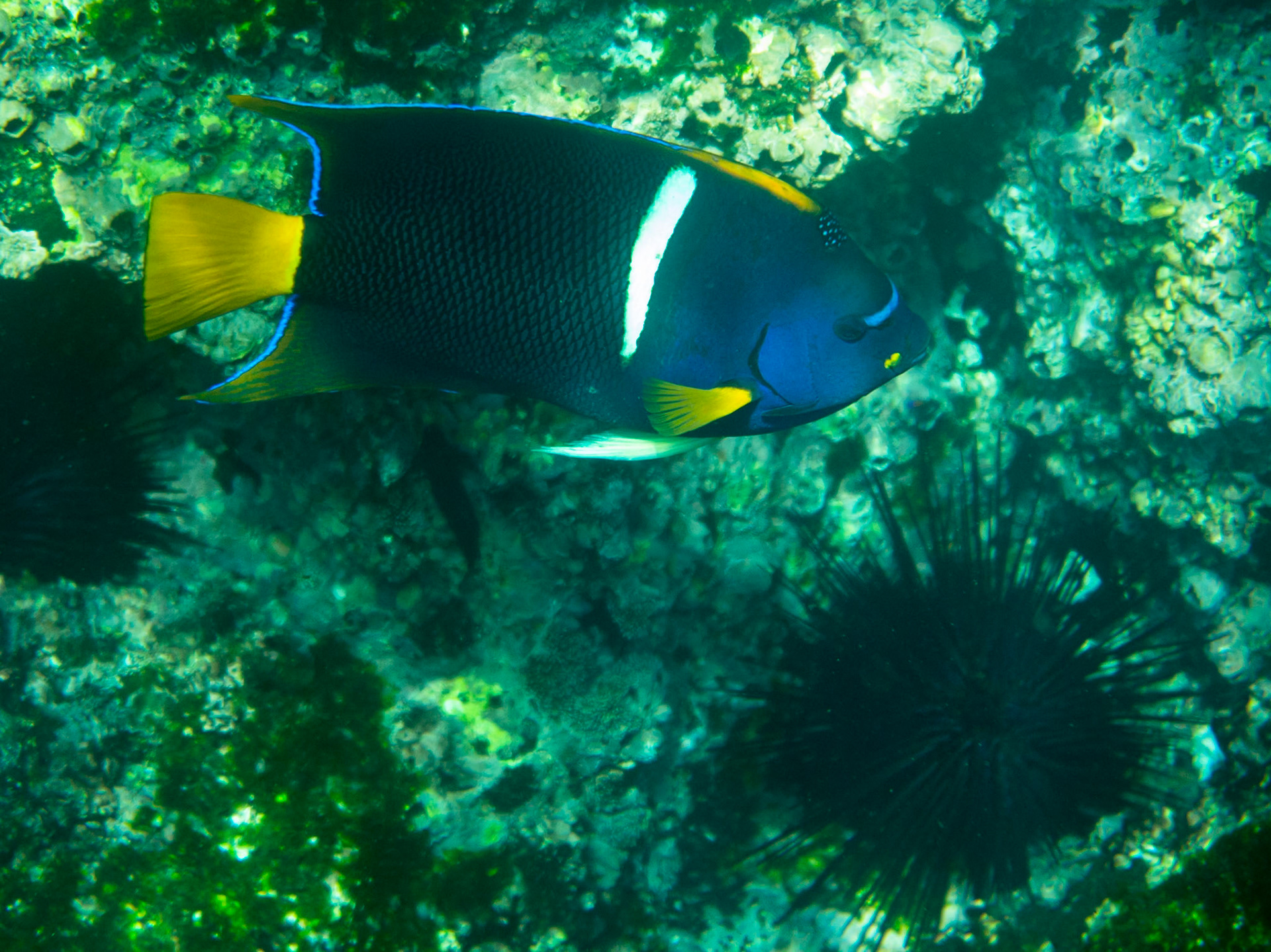 King angelfish