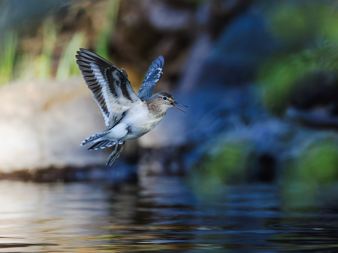Common sandpiper