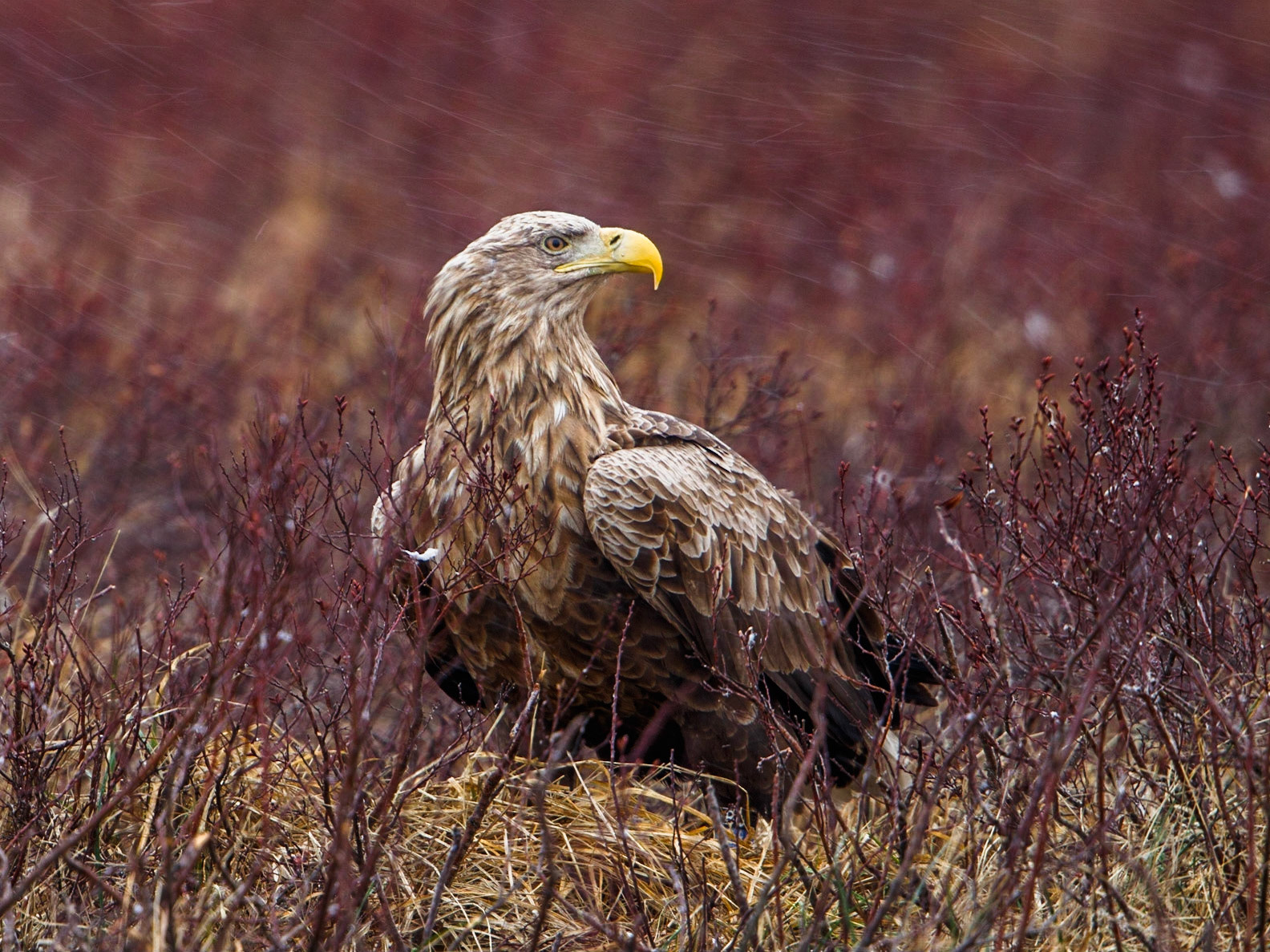 White-tailed Eagle