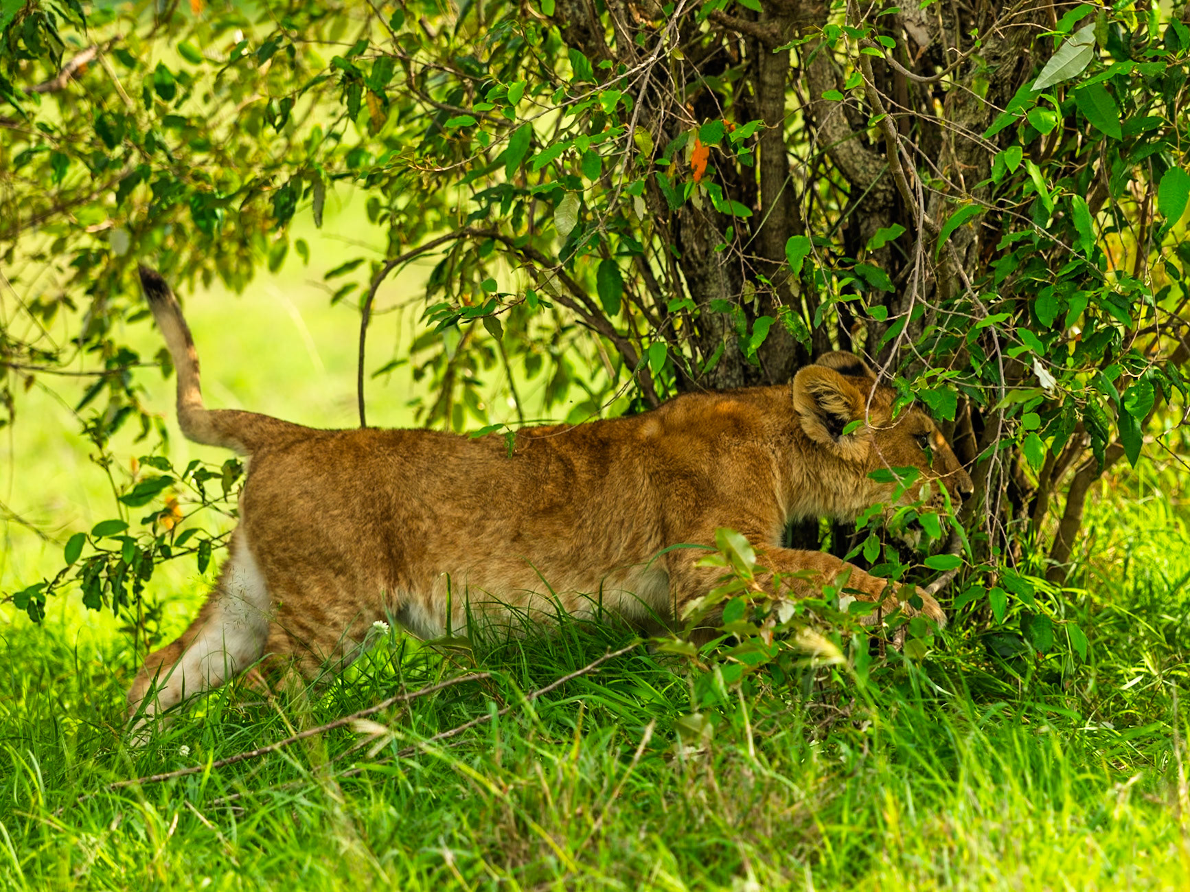 Lion in Masai Mara 2026