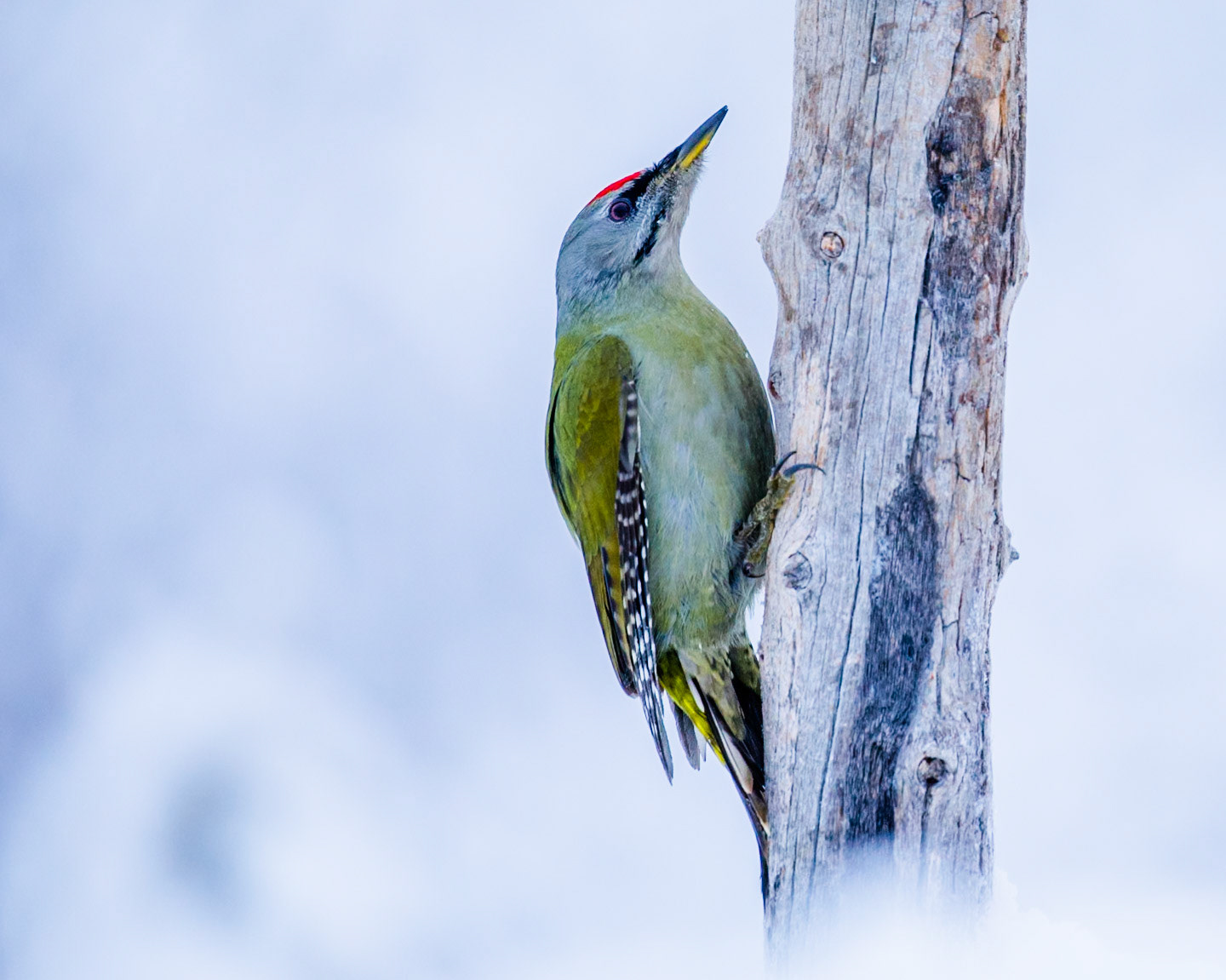 Grey-headed Woodpecker