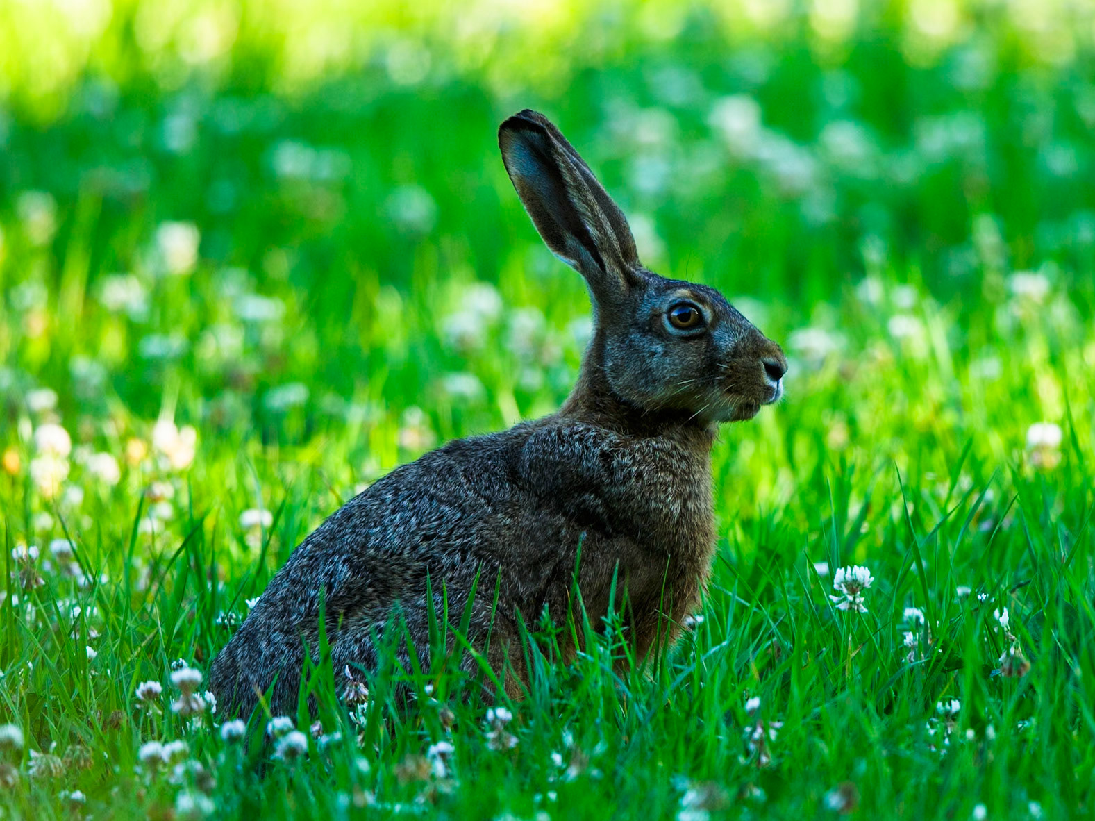European Hare