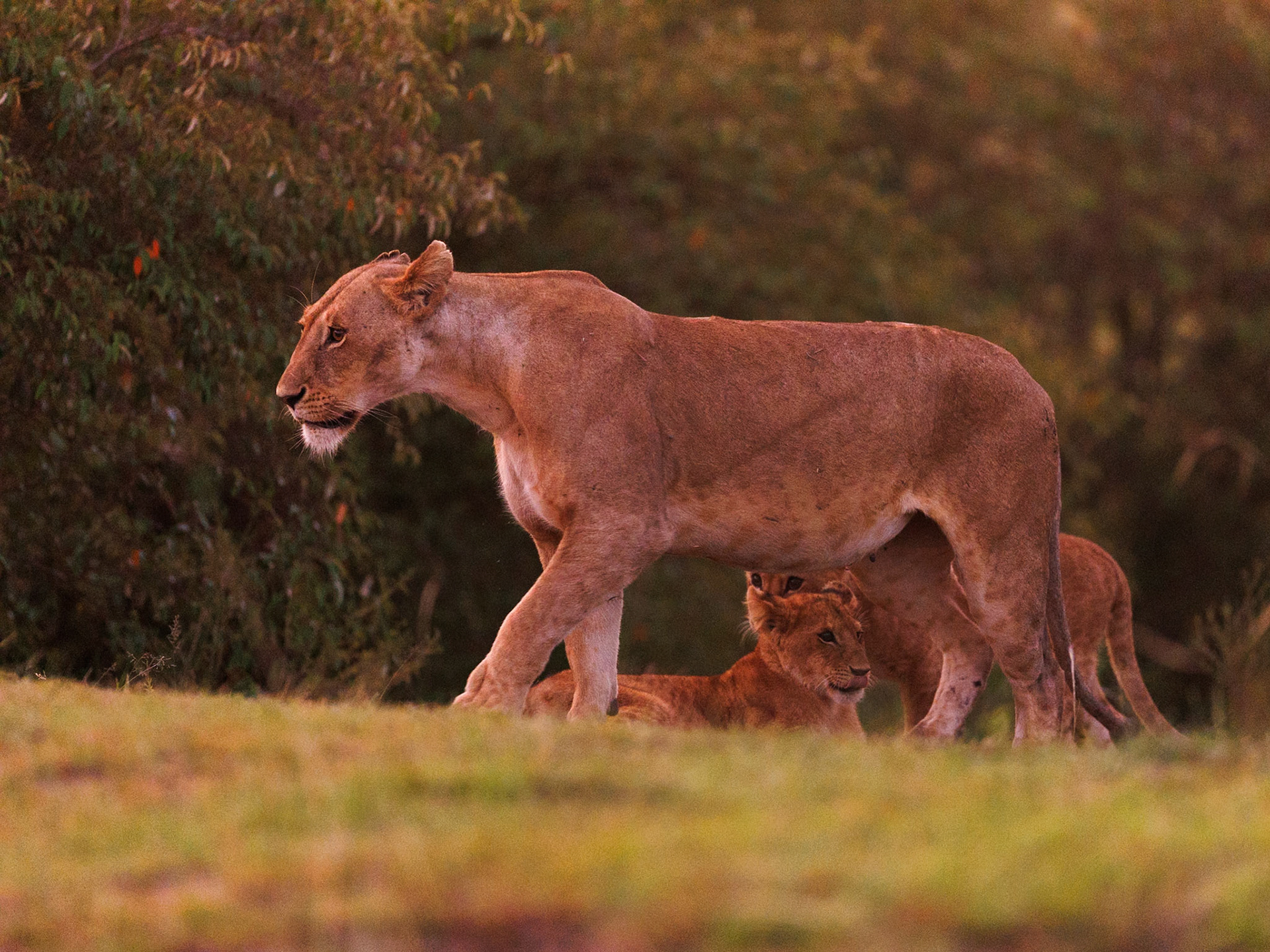 Lions in Masai Mara 2026
