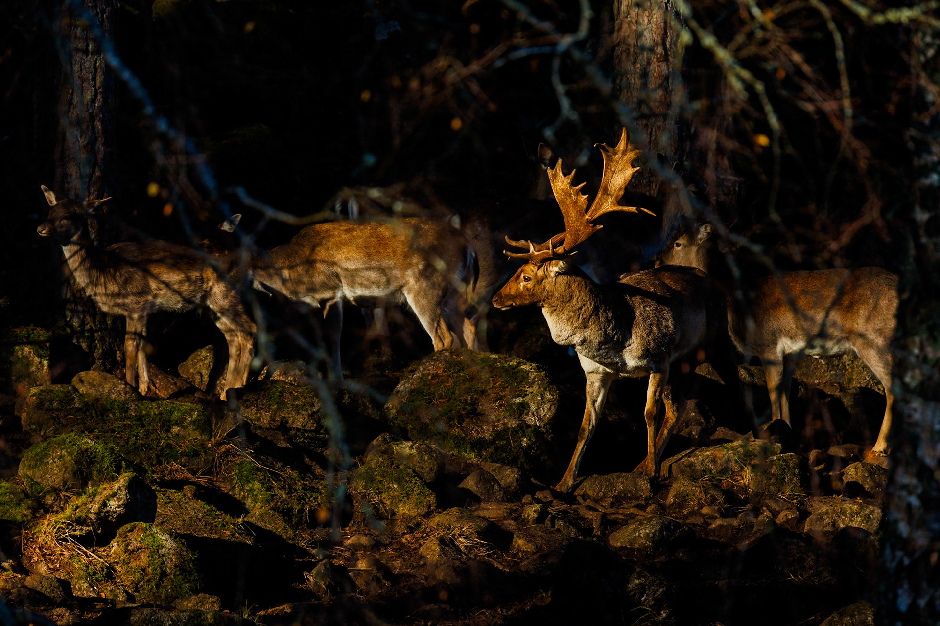 Fallow deer