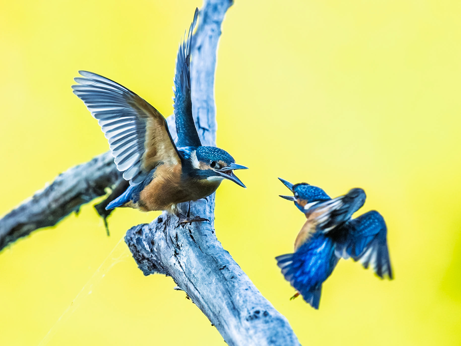 Common Kingfisher
