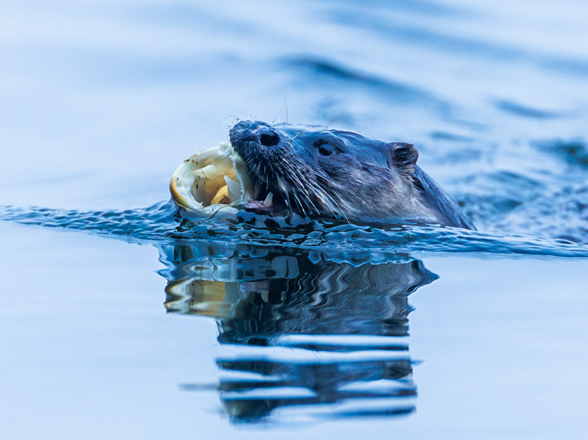 Otter