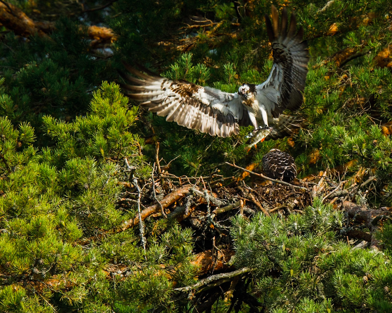 Osprey