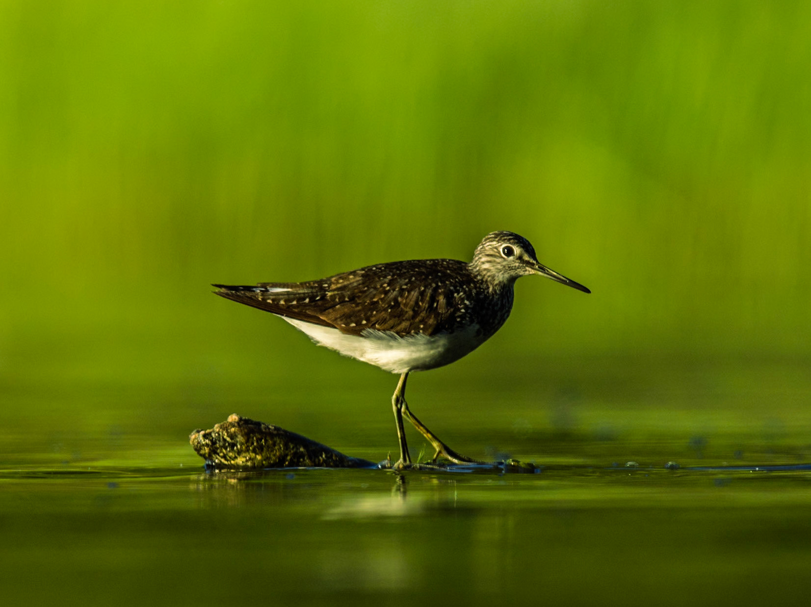 Green Sandpiper