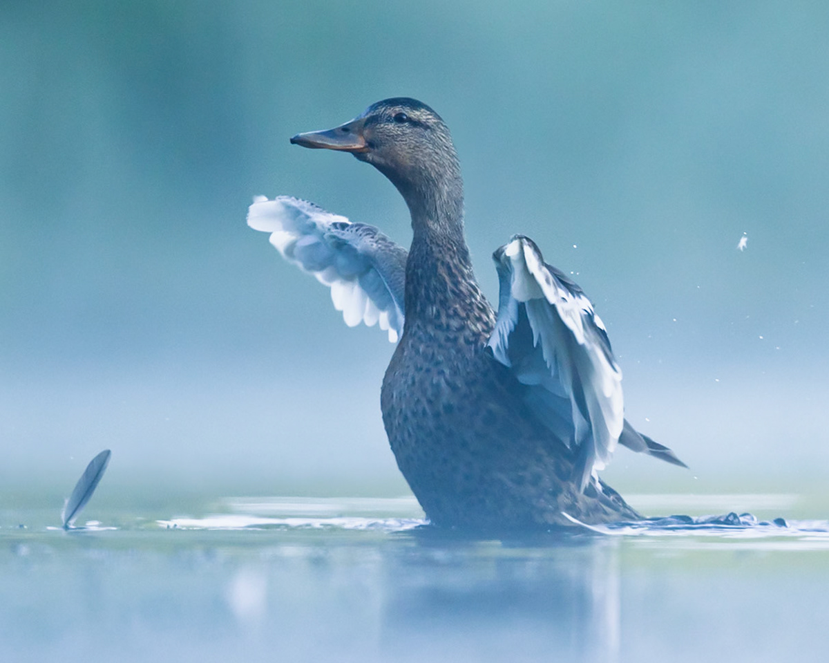 Mallard