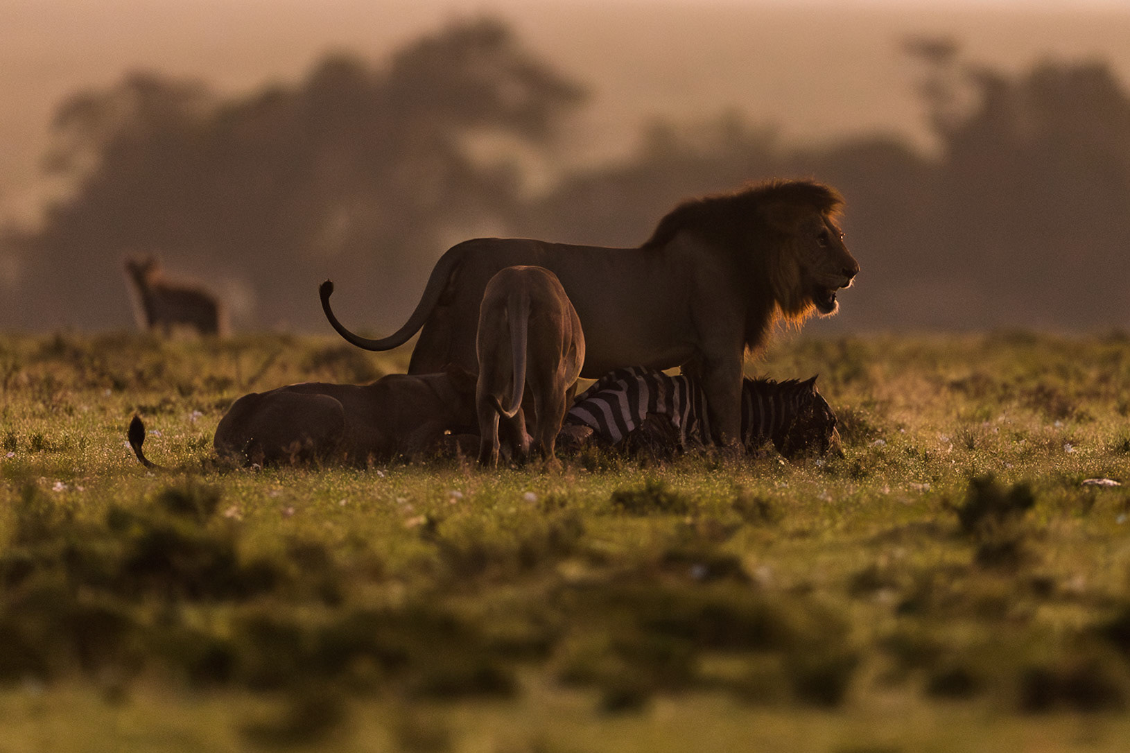 Lions in Masai Mara 2026