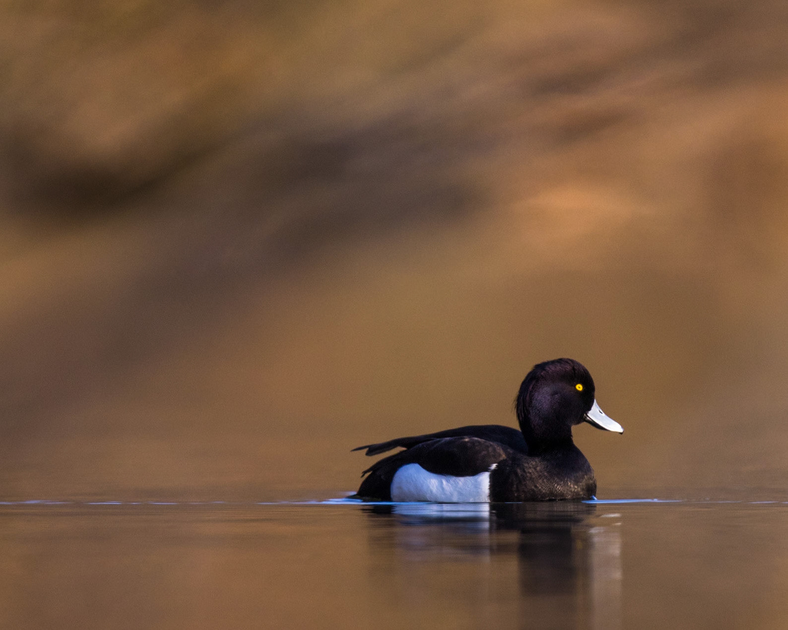 Tufted Duck