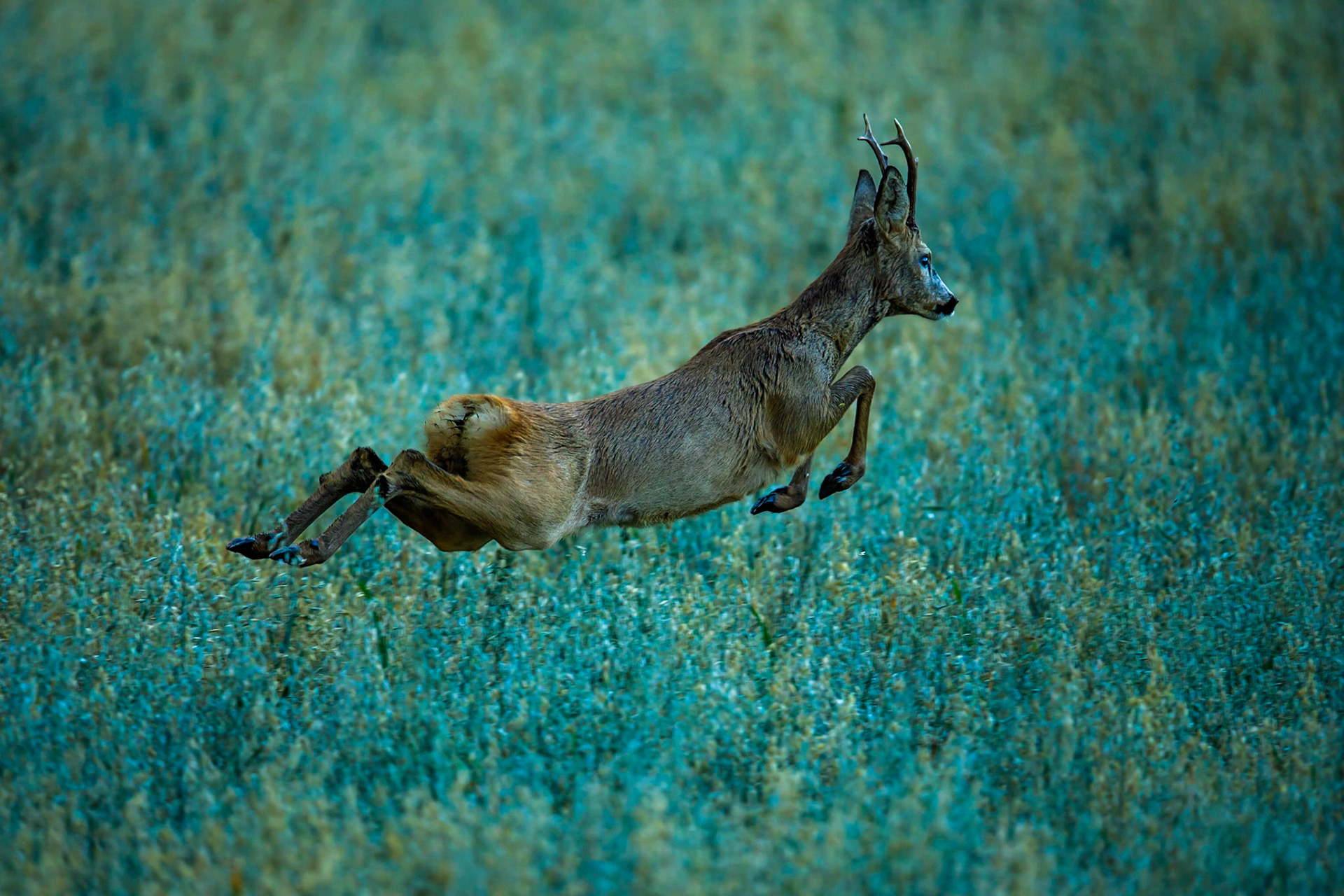 Roe Deer
