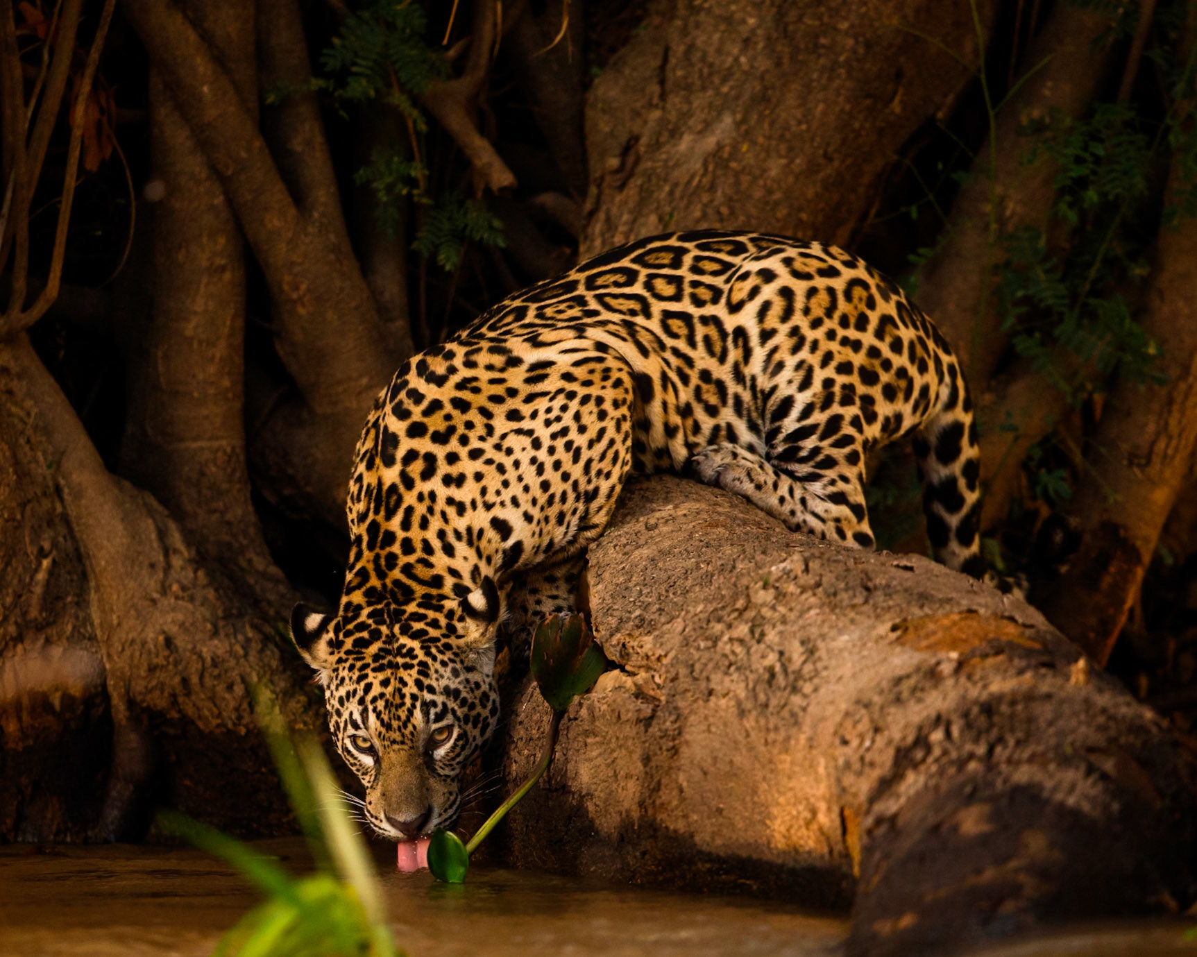 A jaguar drinking between huntsTaken in Pantanal, Brazil.No bait is used.